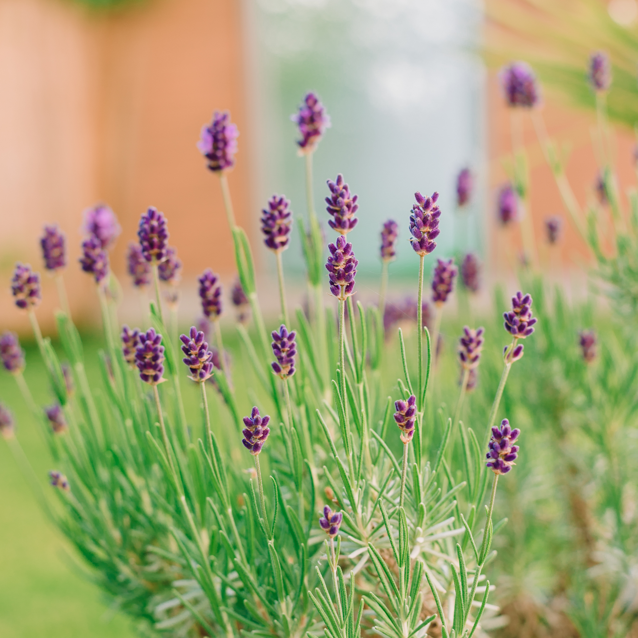 Dwarf French Lavender - Lavandula dentata La Diva Imperial