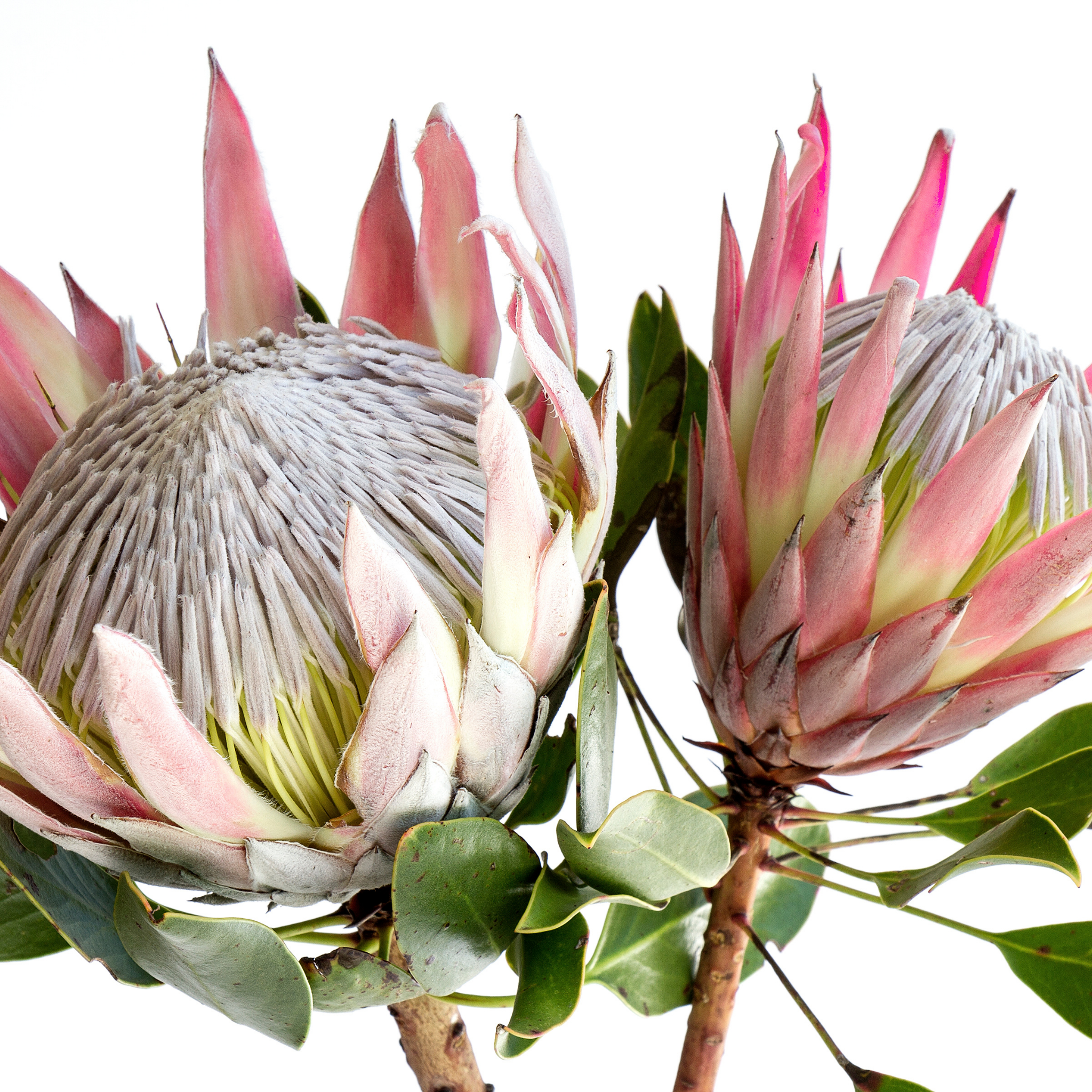 King Pink King Protea - Protea cynaroides King Pink