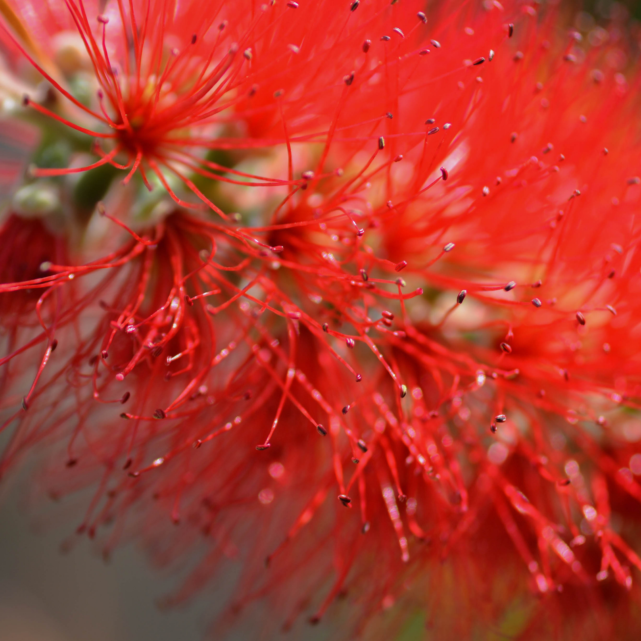 Kings Park Special Bottlebrush - Callistemon hybrida ‘Kings Park Special’