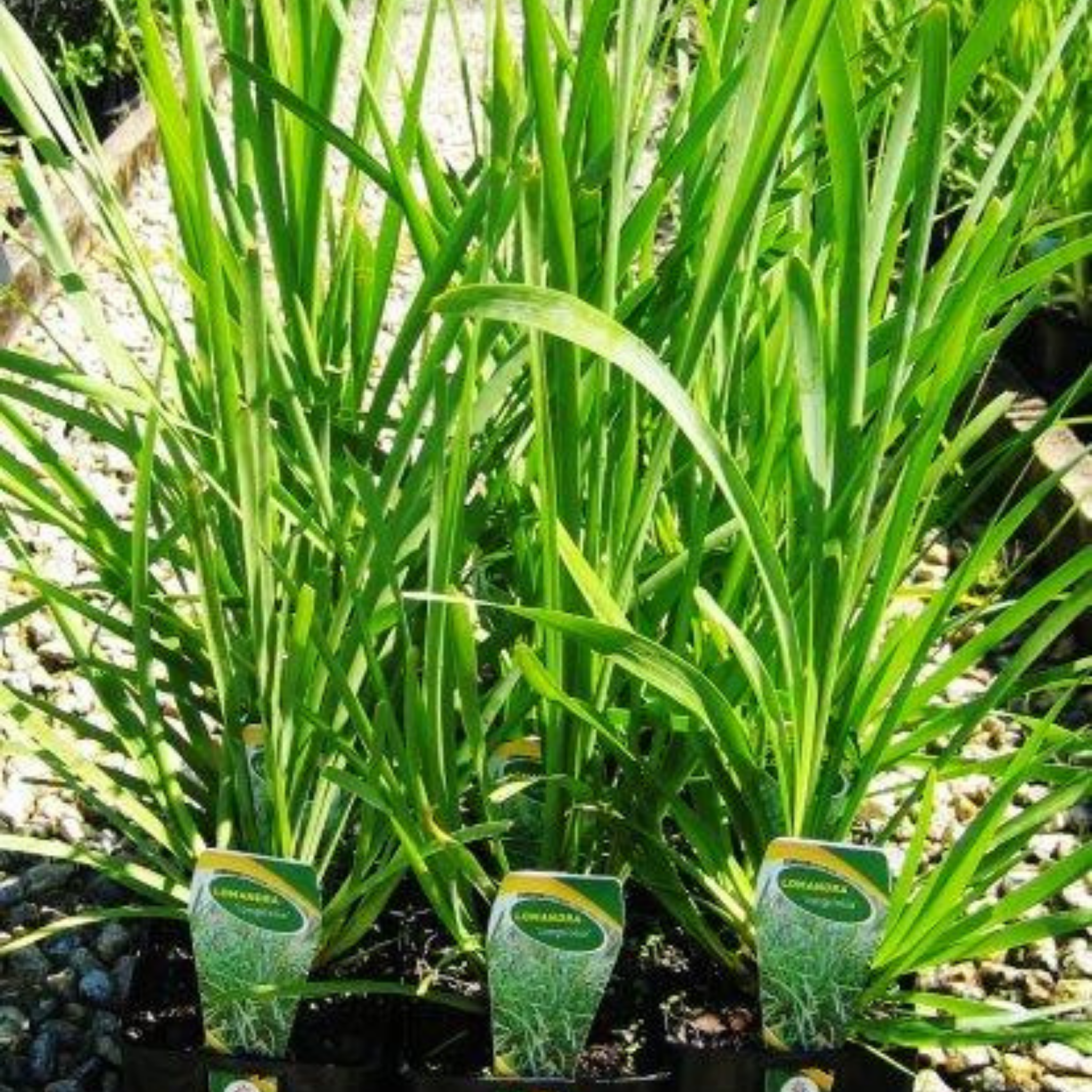 Lomandra longifolia