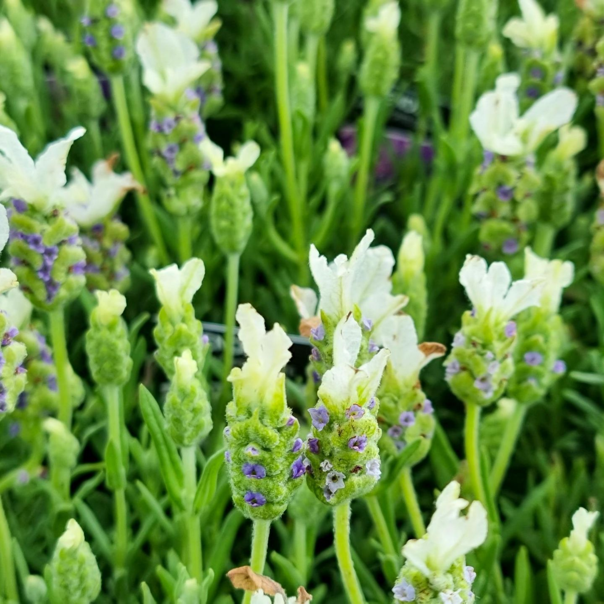 Italian Javelin Forte White Lavender - Lavandula stoechas 'Javelin Forte White'
