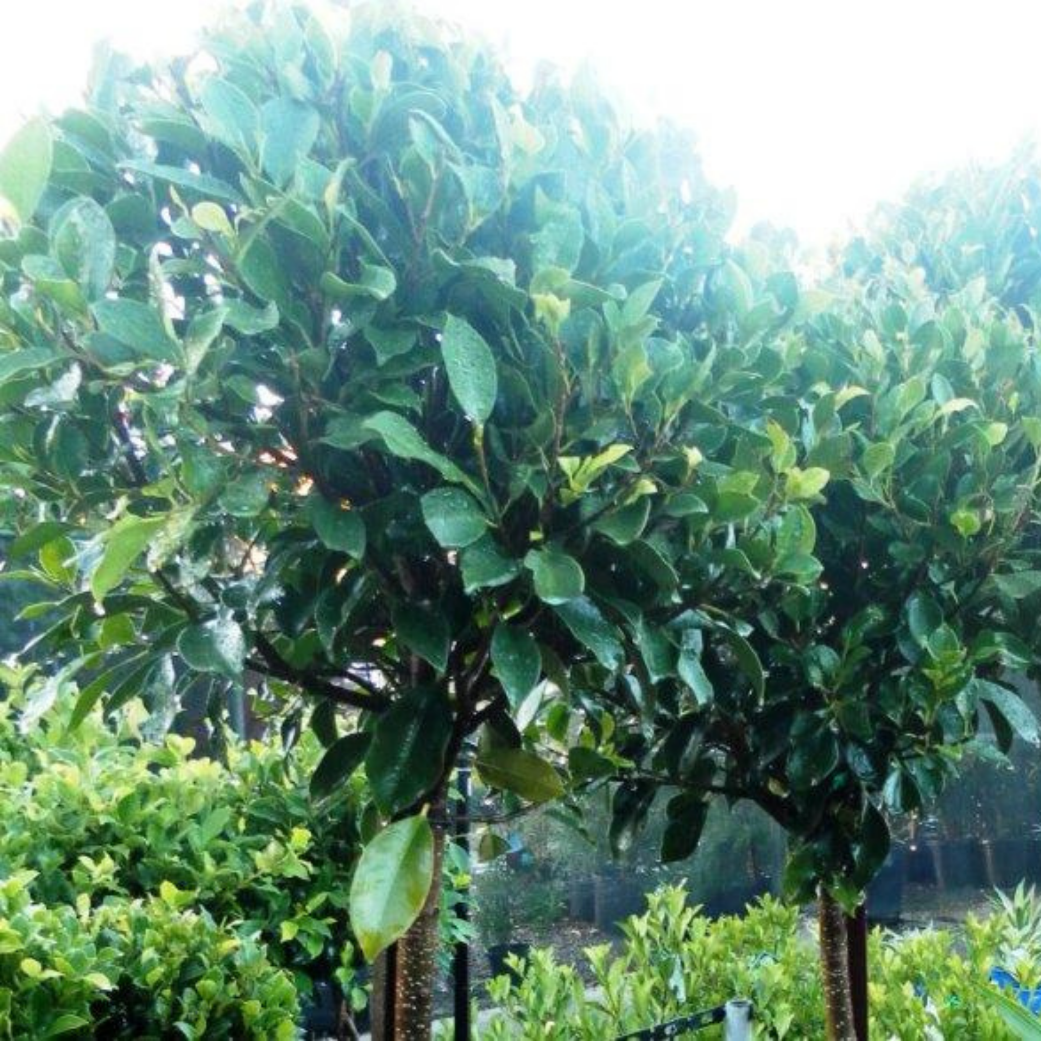 Hills Weeping Fig - Ficus microcarpa hillii Emerald