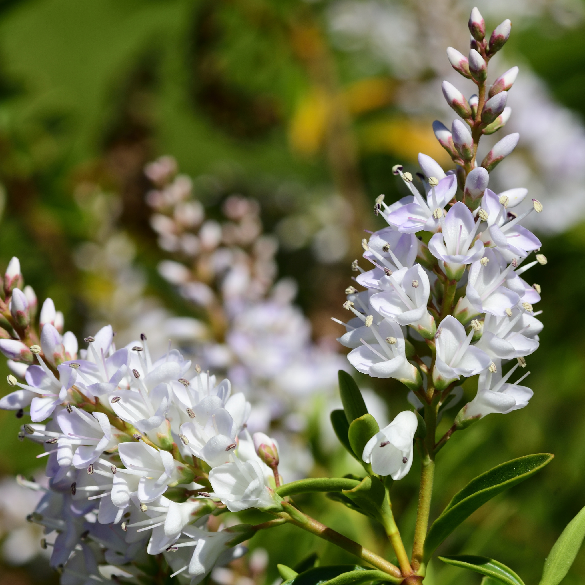 Boxwood Hebe - Hebe buxifolia