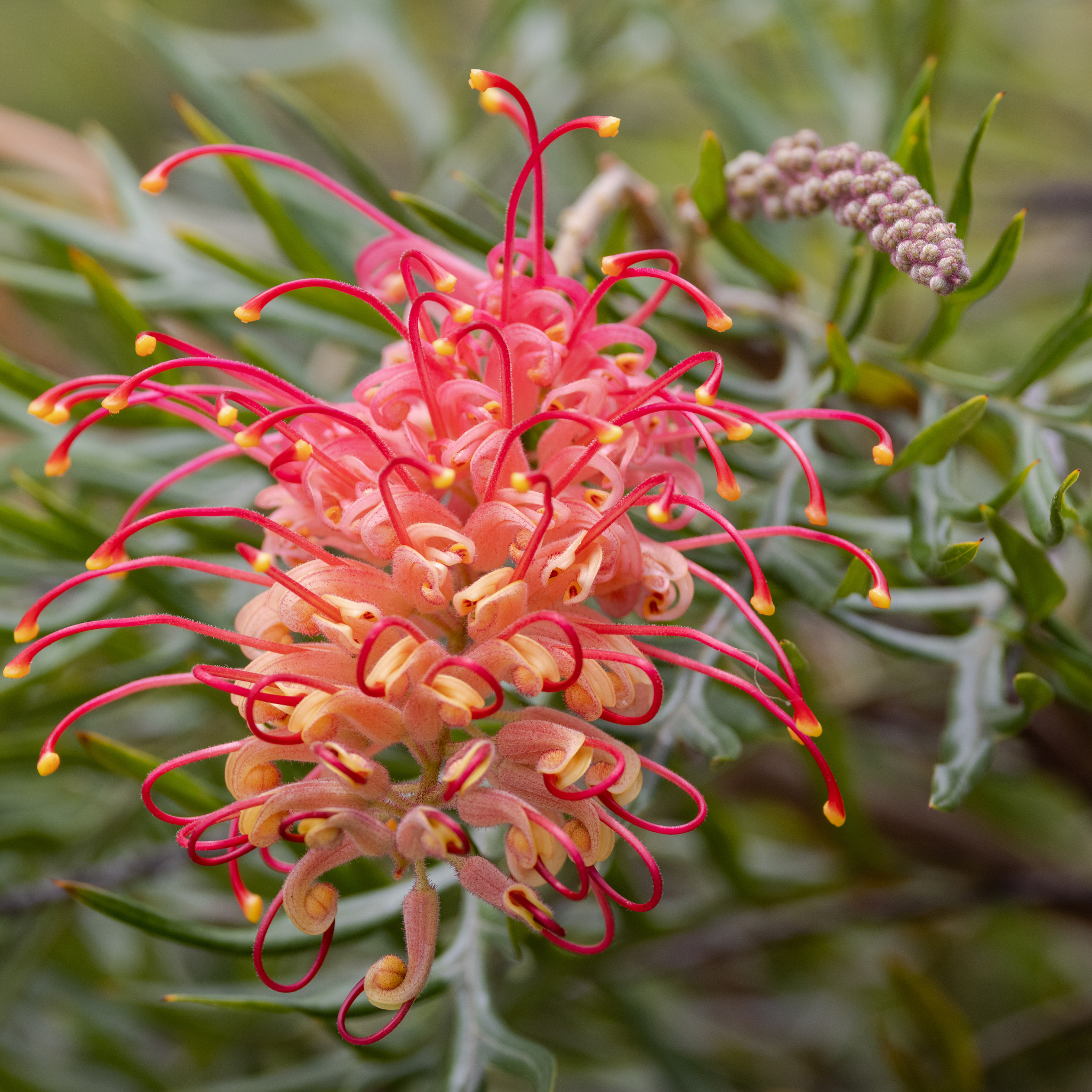 Grevillea 'Superb' - Grevillea banksii bipinnatifida Superb
