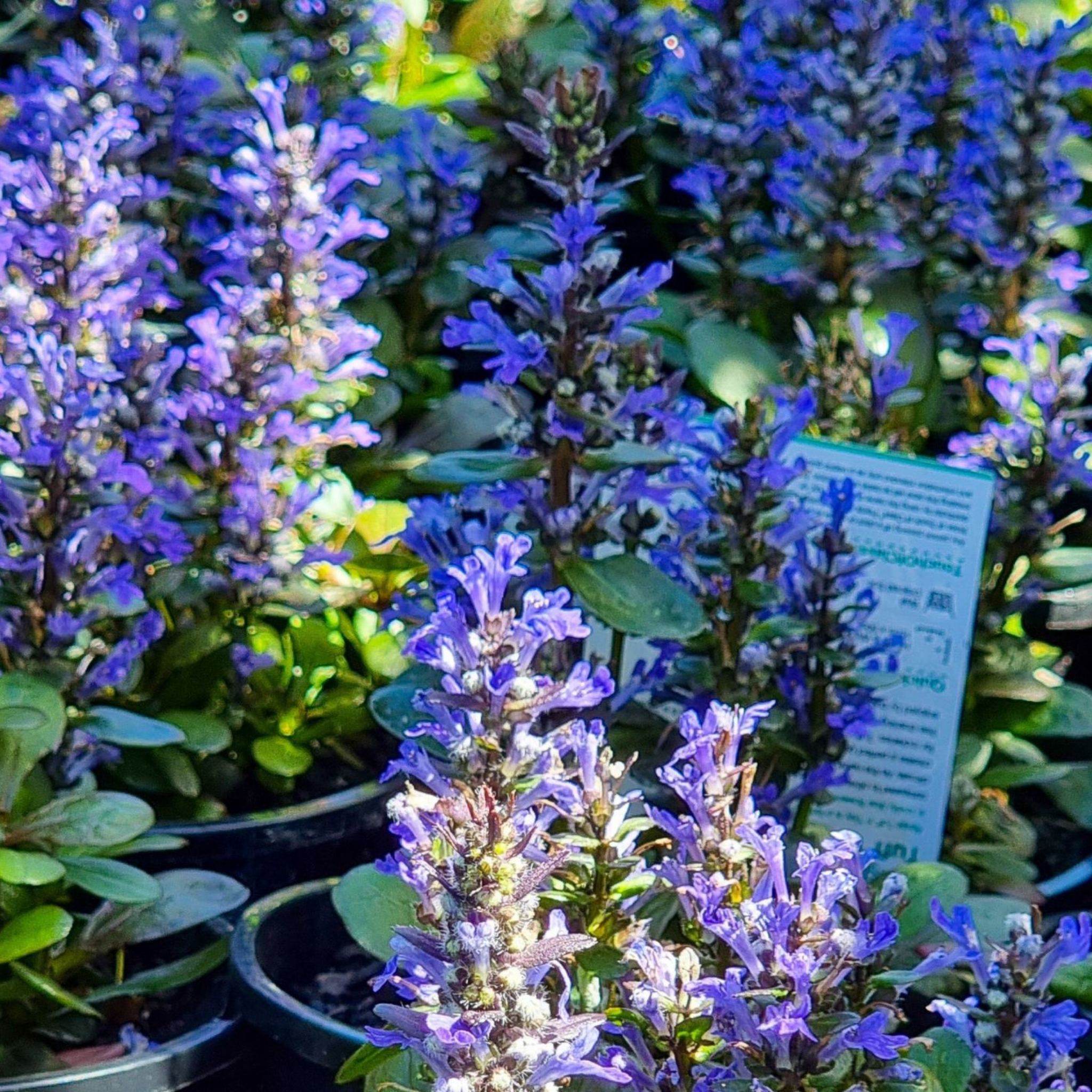 Hardy Blue Bugle (Bugleweed) - Ajuga reptans Tuff And Tidy