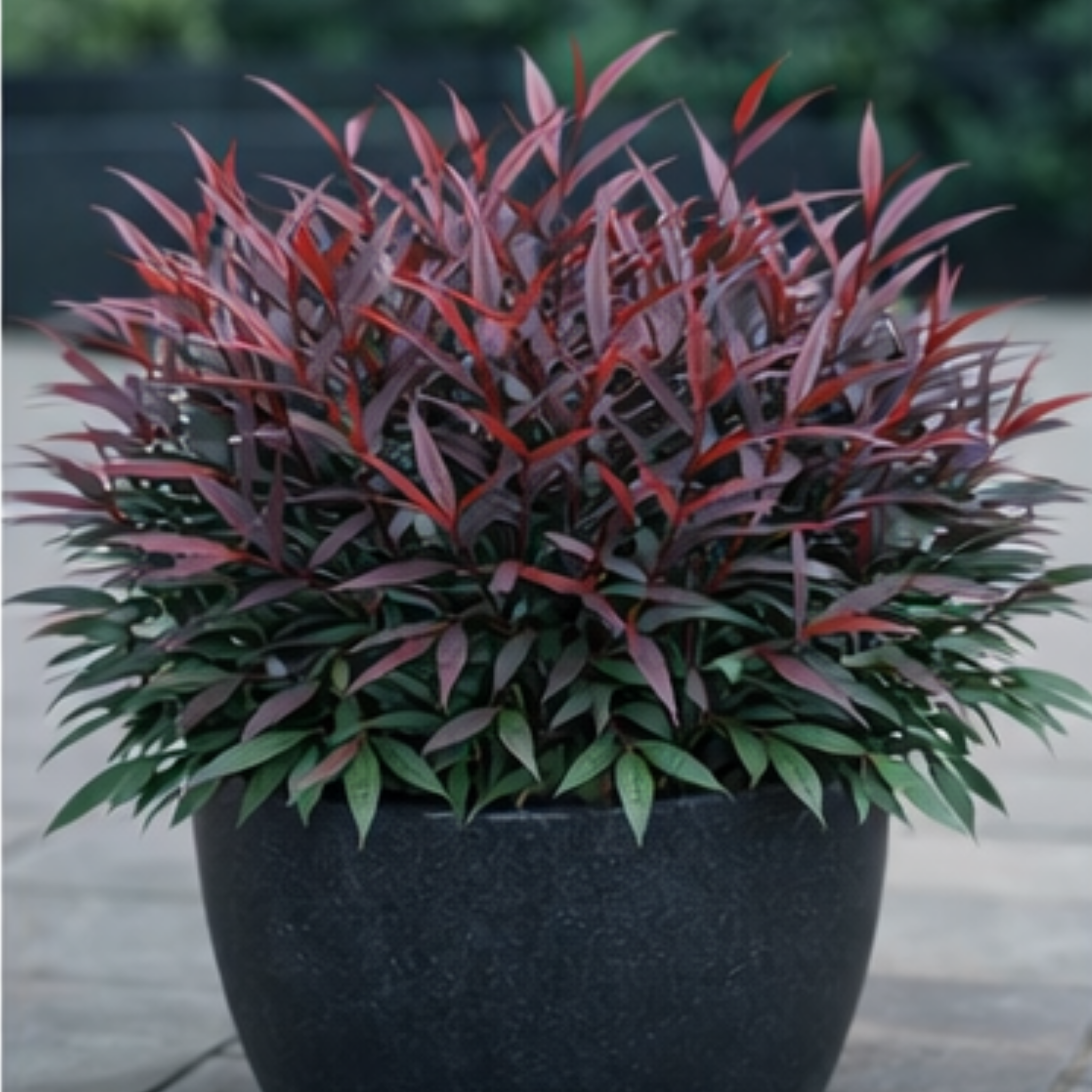 Nandina Colourscape - Nandina domestica Colourscape