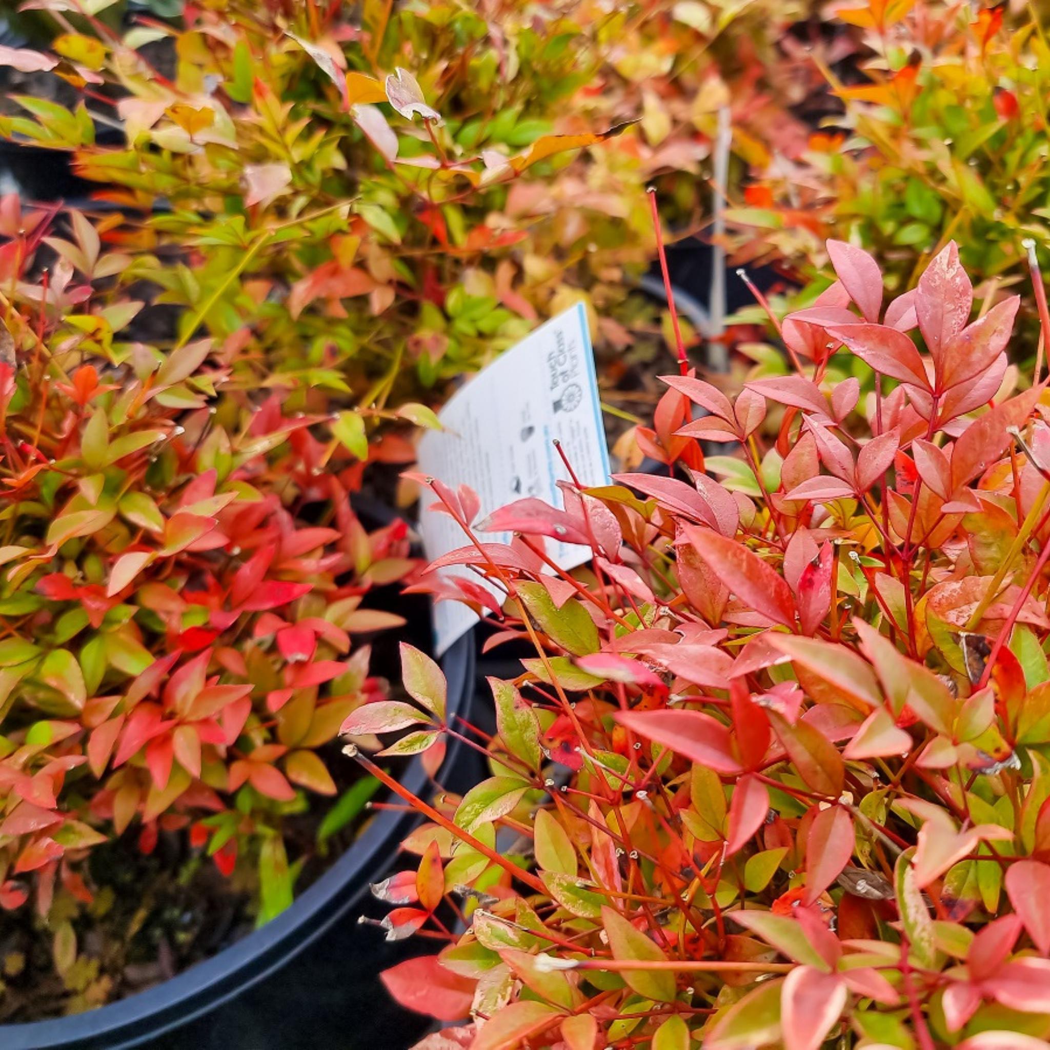 Nandina Twilight - Nandina domestica Twilight