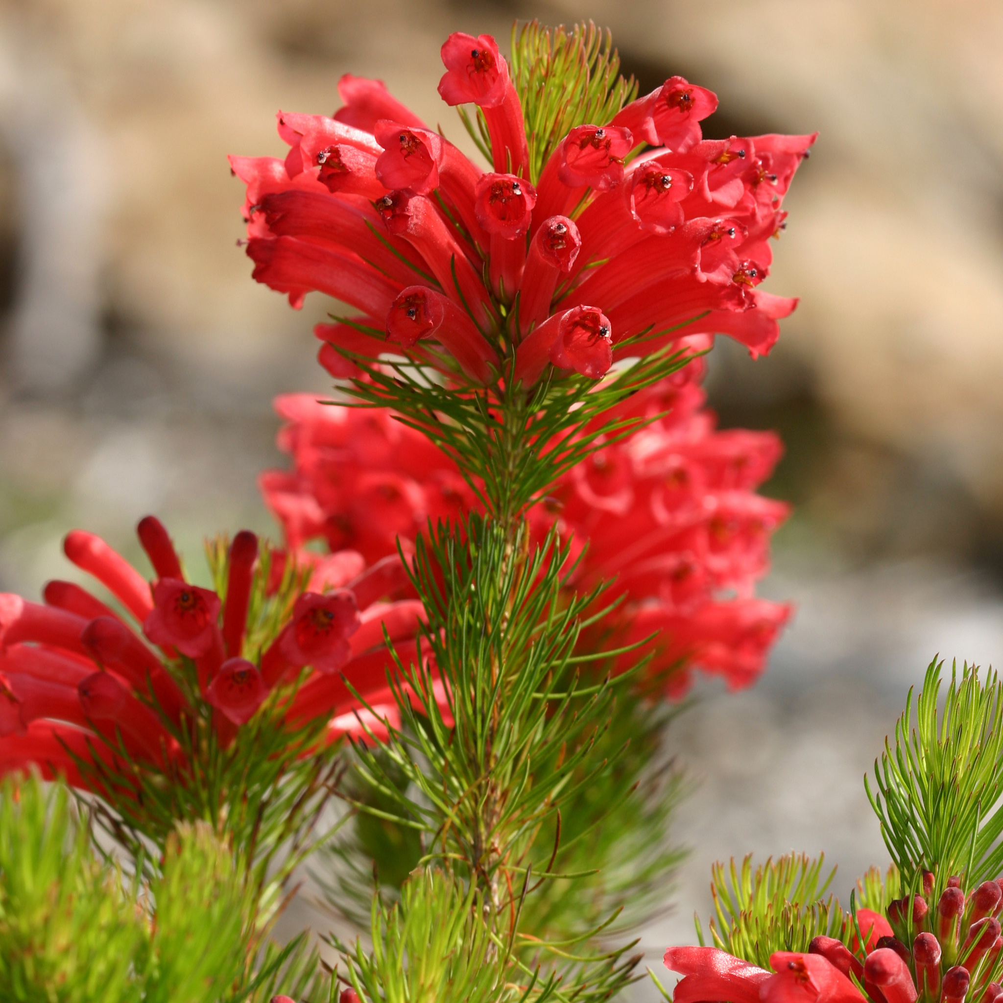 Prostrate Woolly Bush - Adenanthos cunninghamii