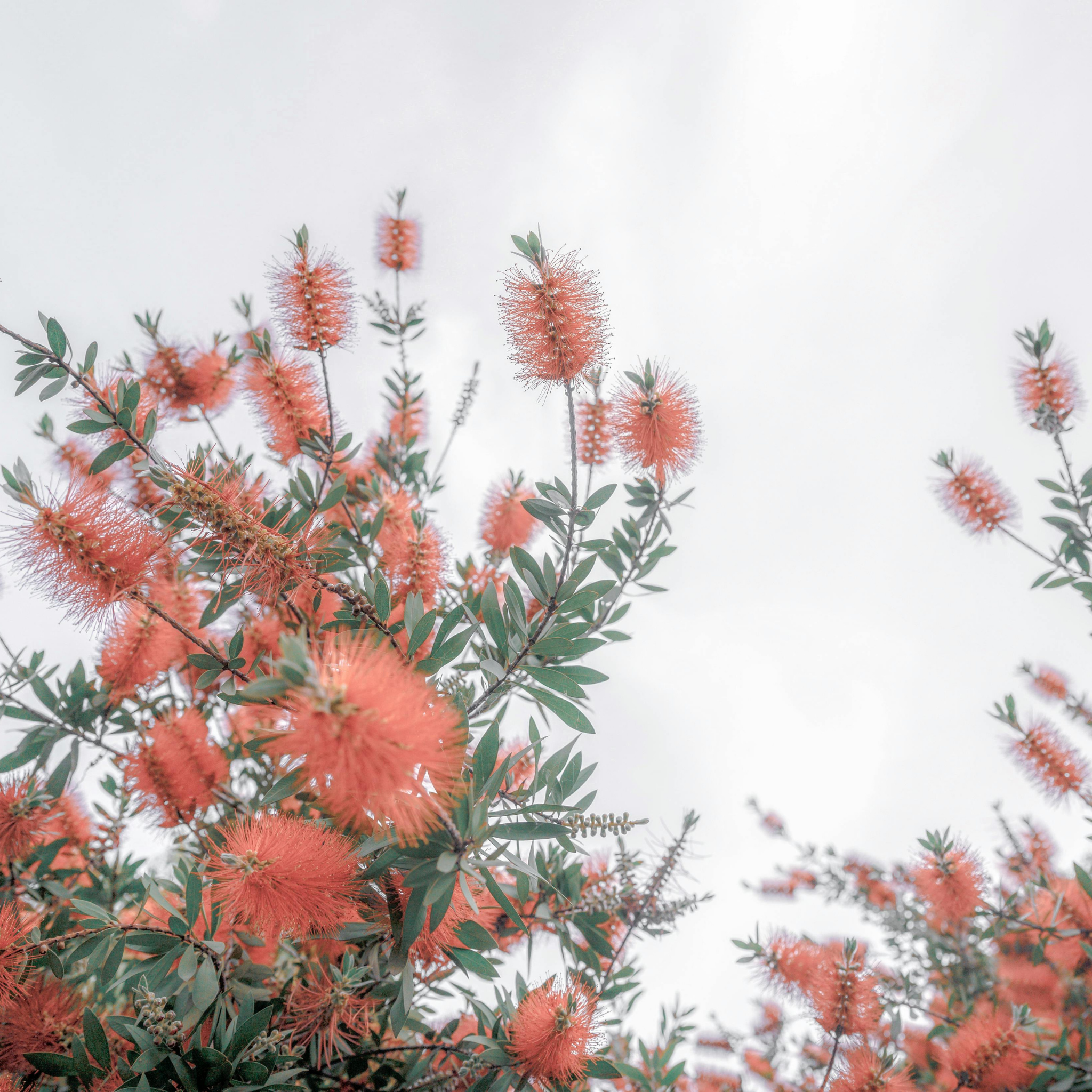 Pink Bottlebrush - Callistemon hybrida 'Injune'