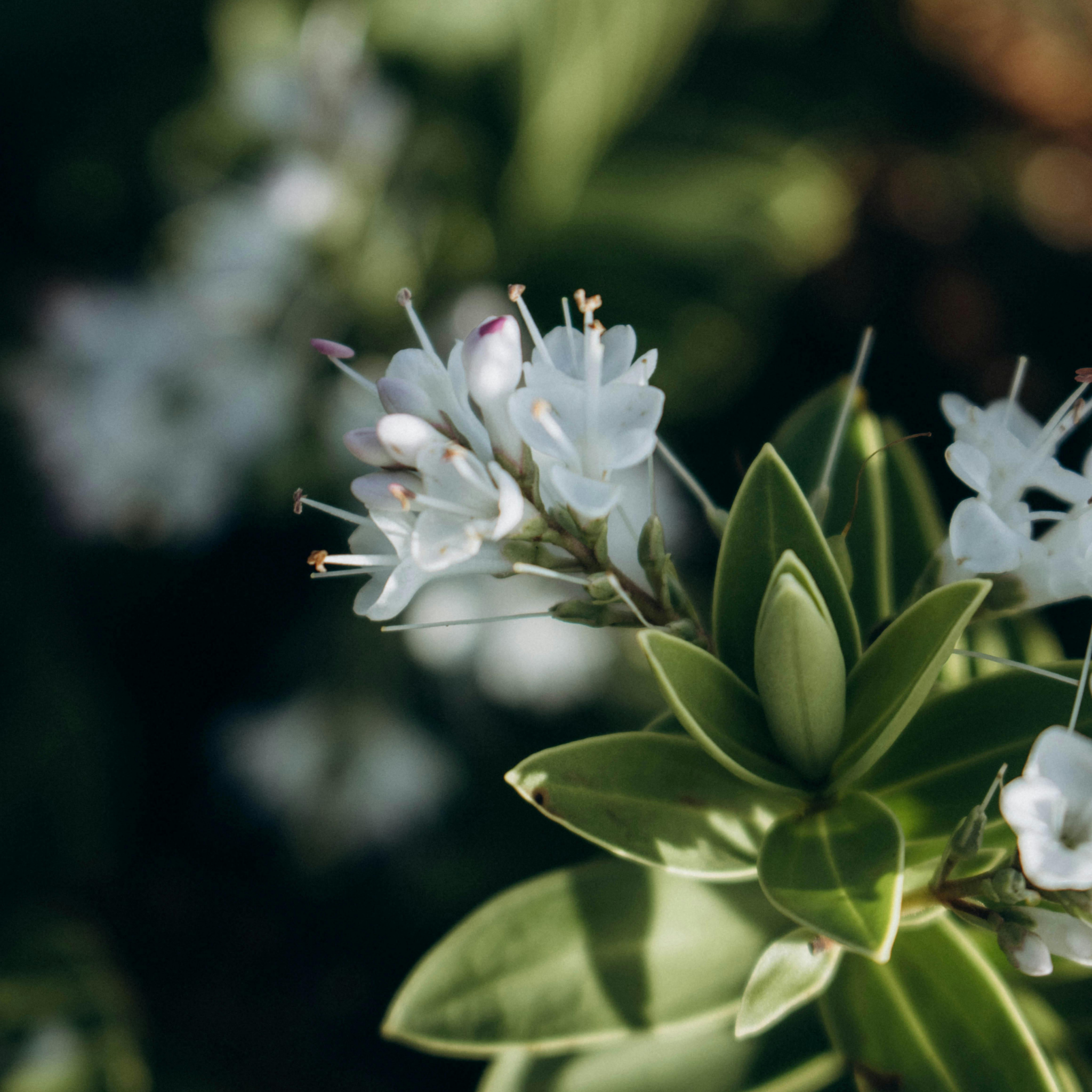 White Hebe - Hebe albicans