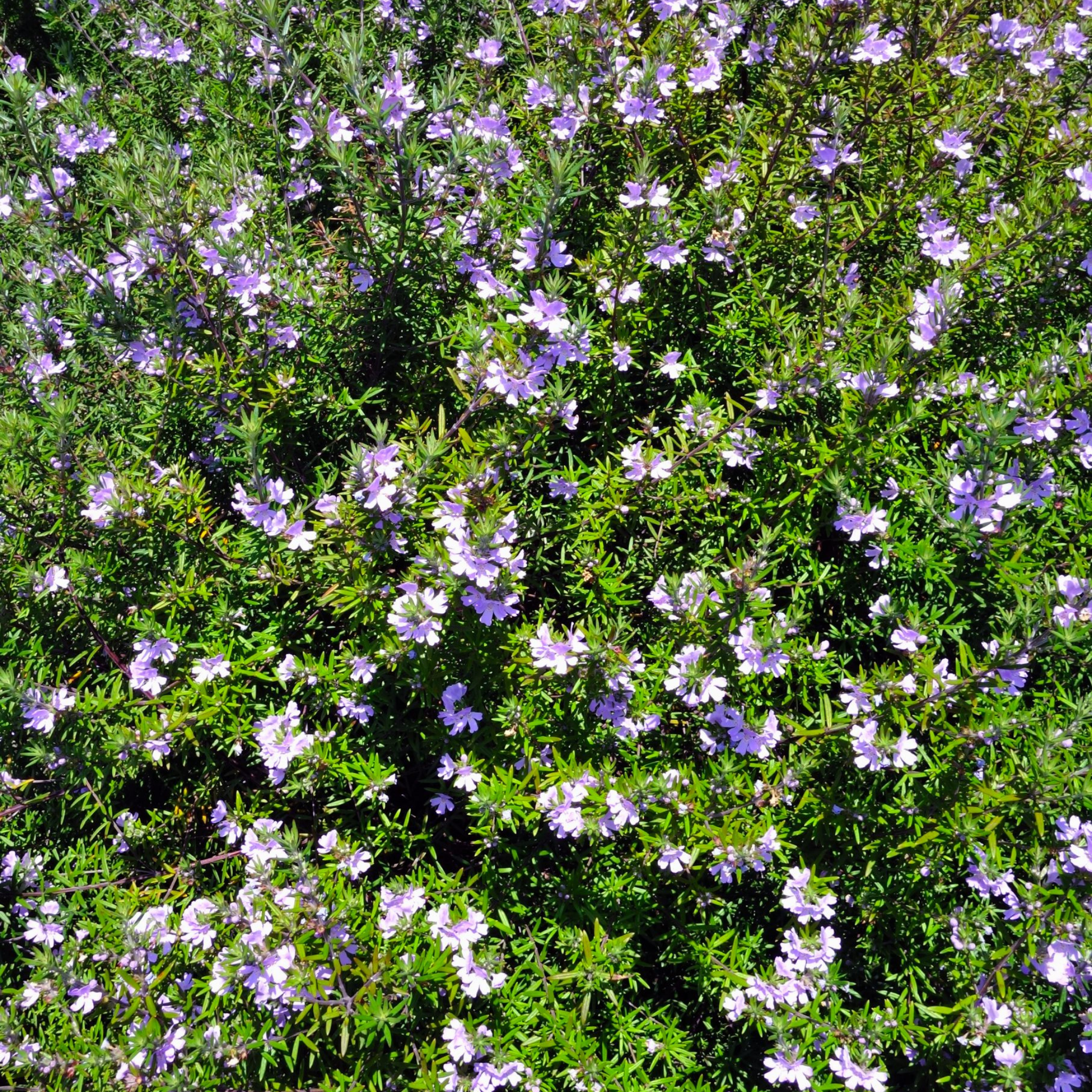 Westringia Lilac and Lace - Westringia brevifolia raleighii 'Lilac And Lace'