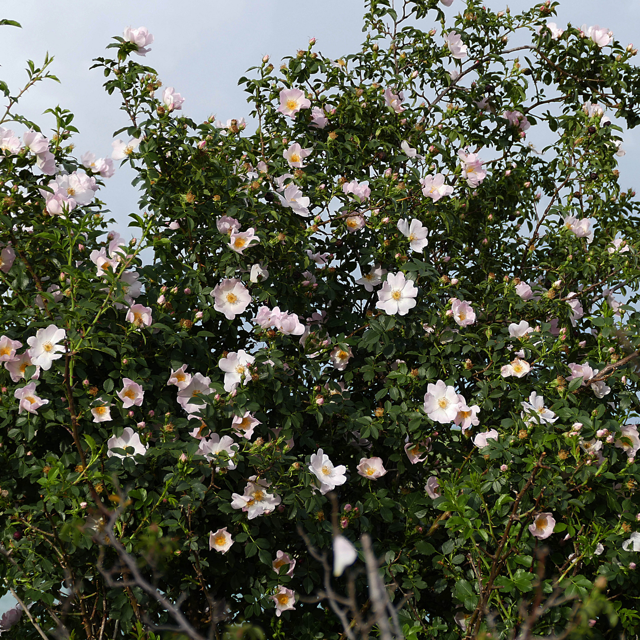 Camellia Setsugekka - Camellia sasanqua 'Setsugekka'
