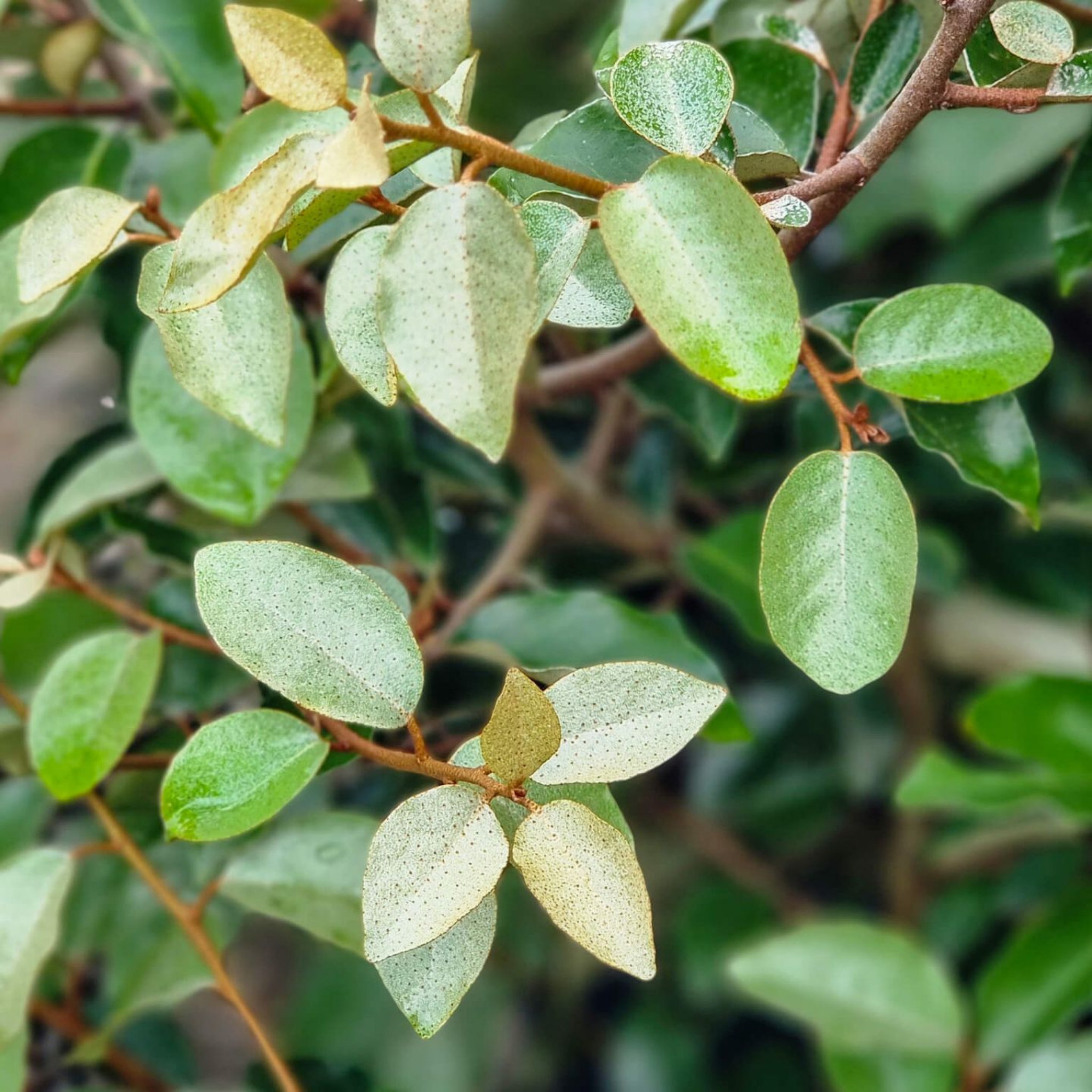 Ebbings Silverberry - Elaeagnus ebbingei