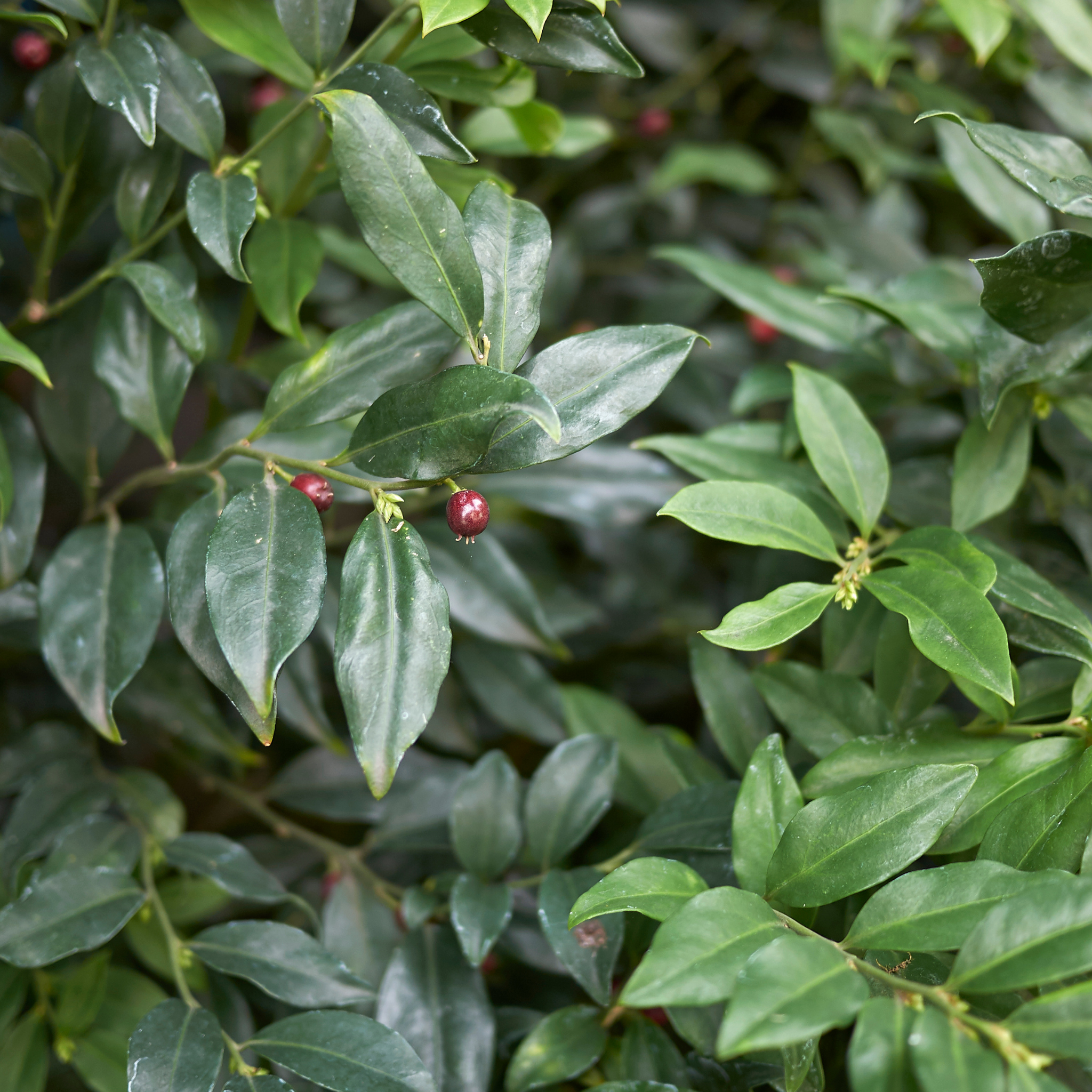 Sweetbox - Sarcococca confusa