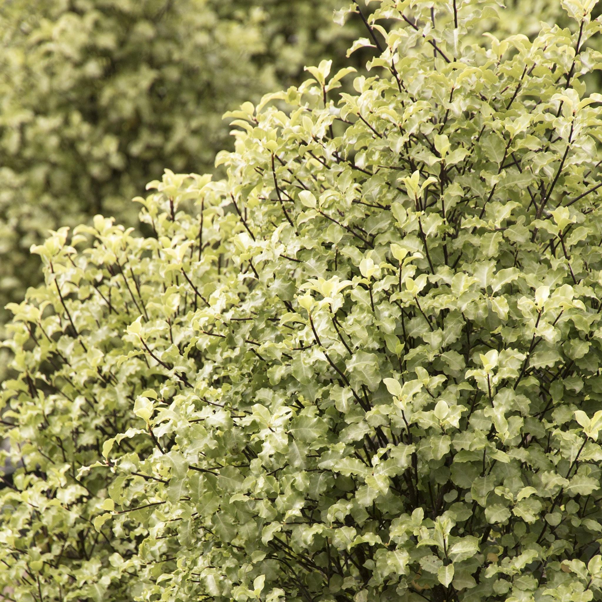 Green bush with a blurred green background