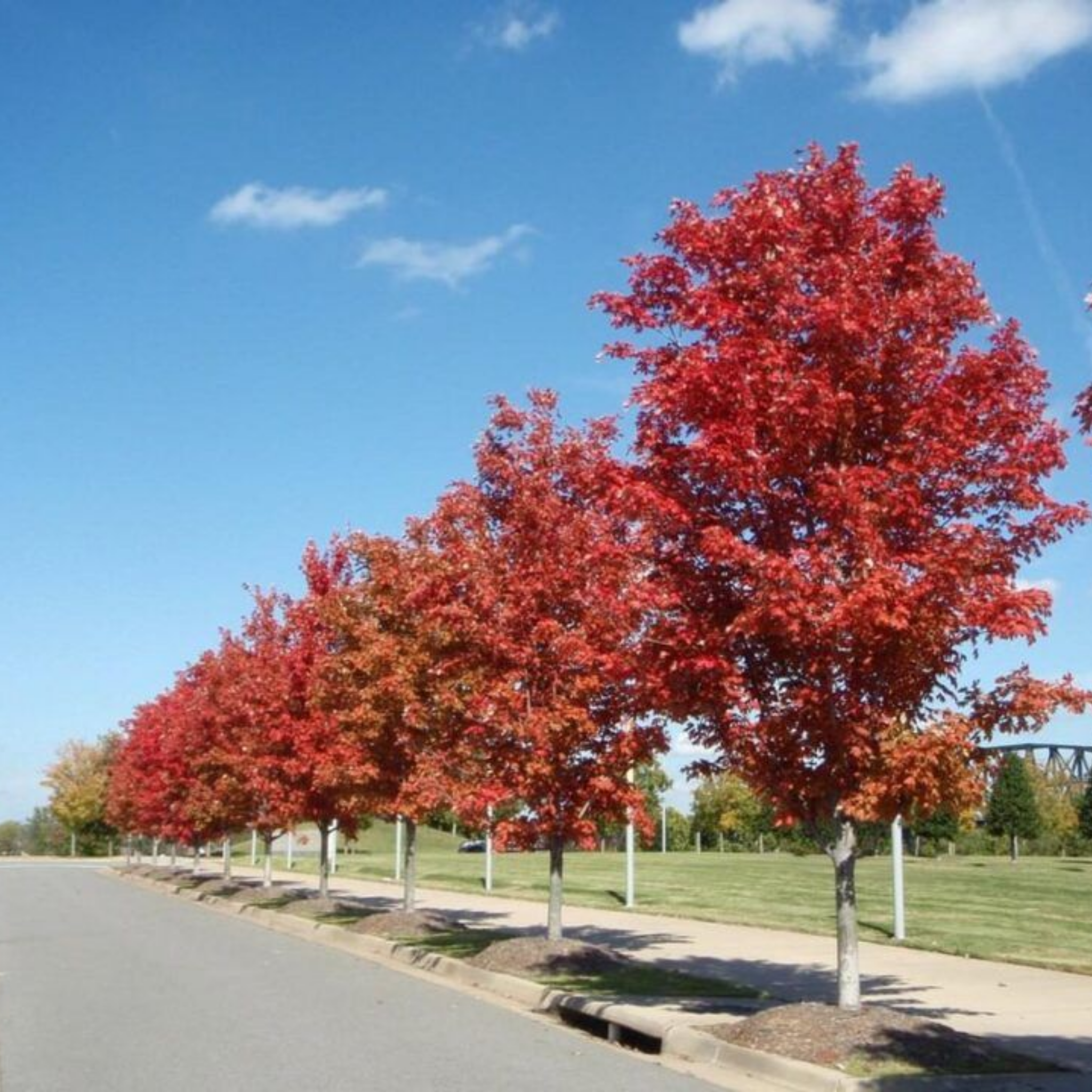 Row of red maple trees lining a road under a blue sky.
