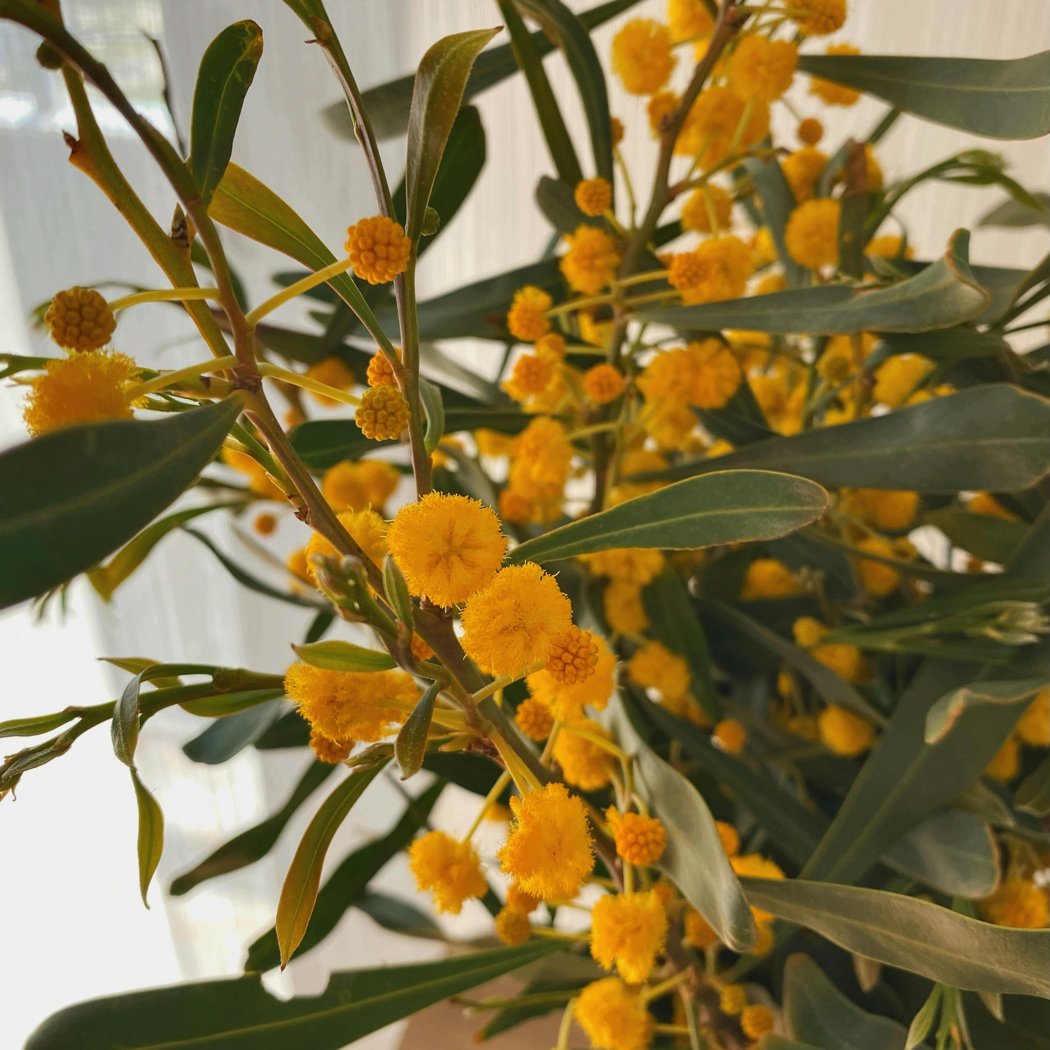 Acacia Golden Wattle - Acacia pycnantha
