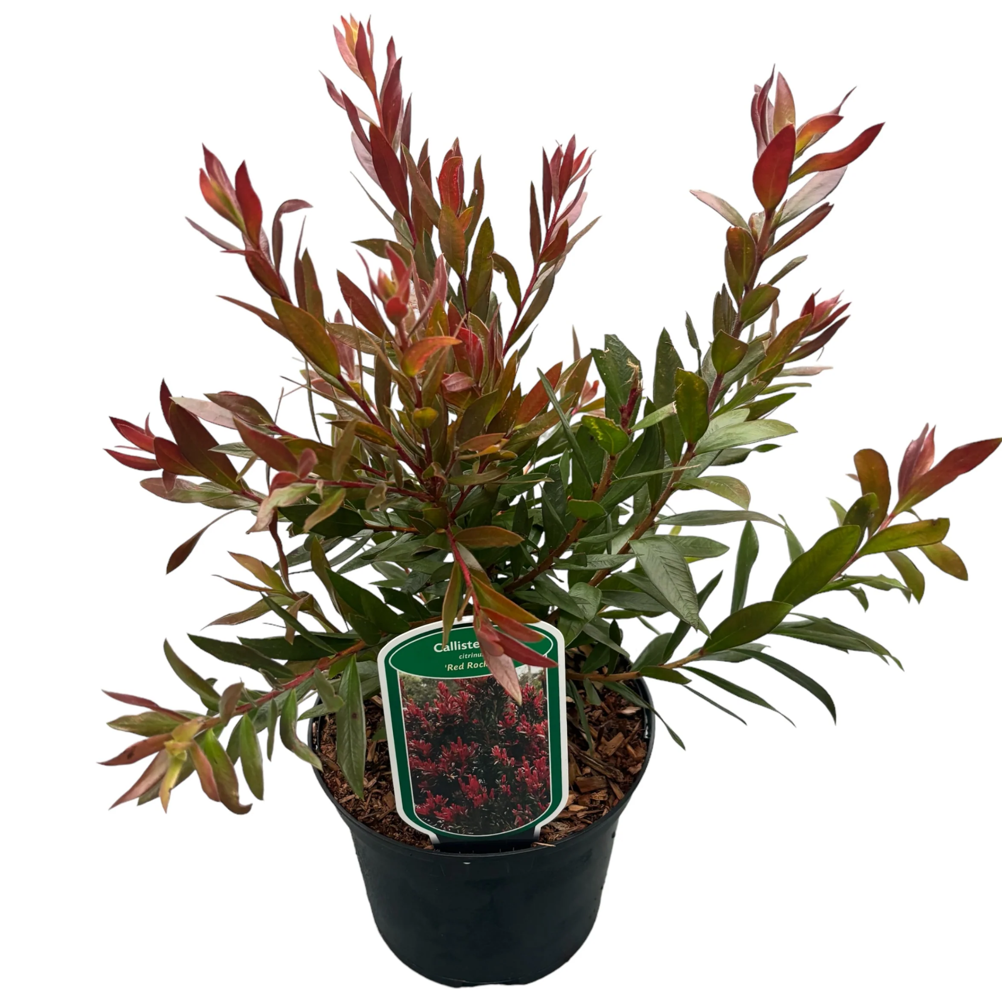 Potted plant with a visible label on a white background