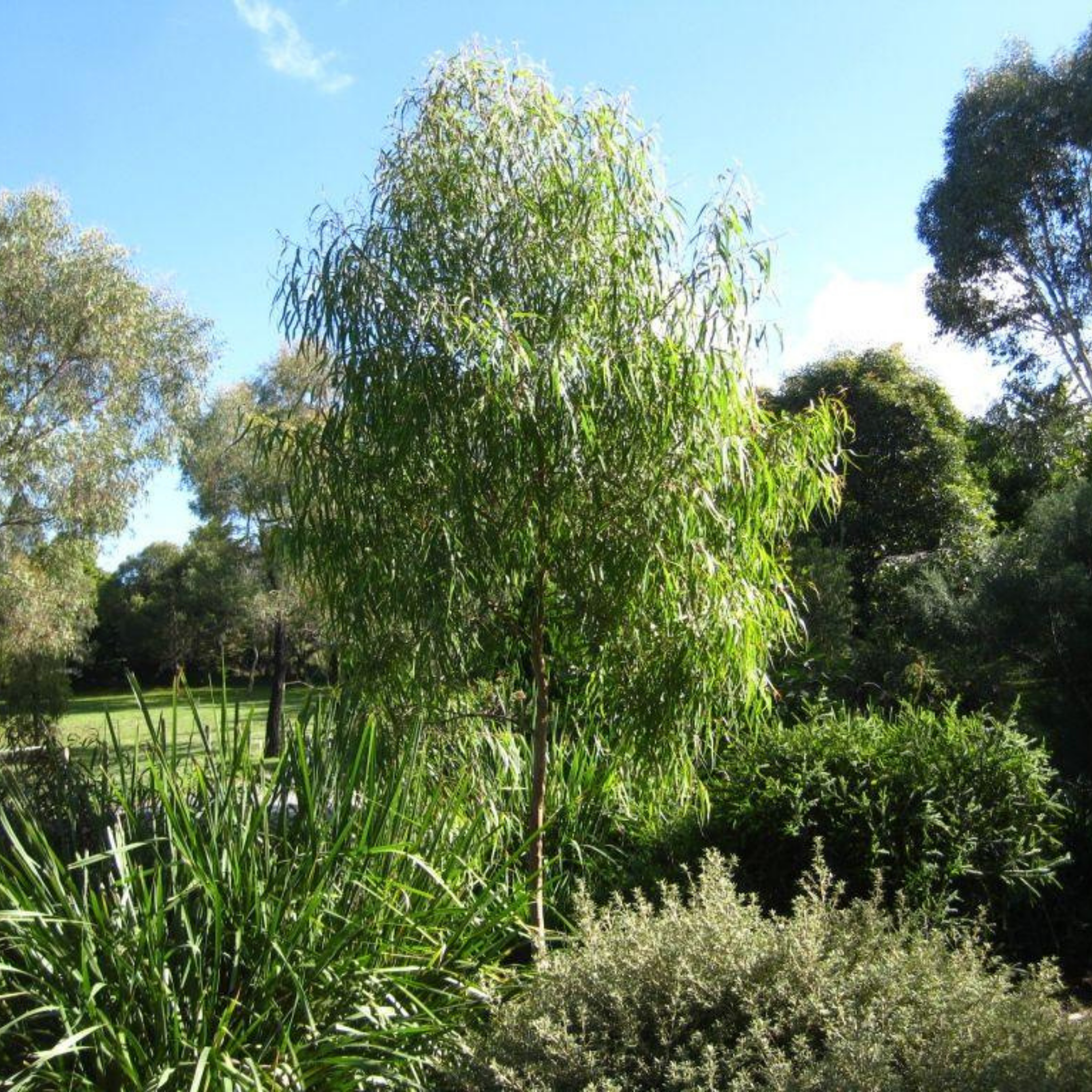 Lemon Scented Gum Baby Cinto - Corymbia citriodora 'Baby Citro'