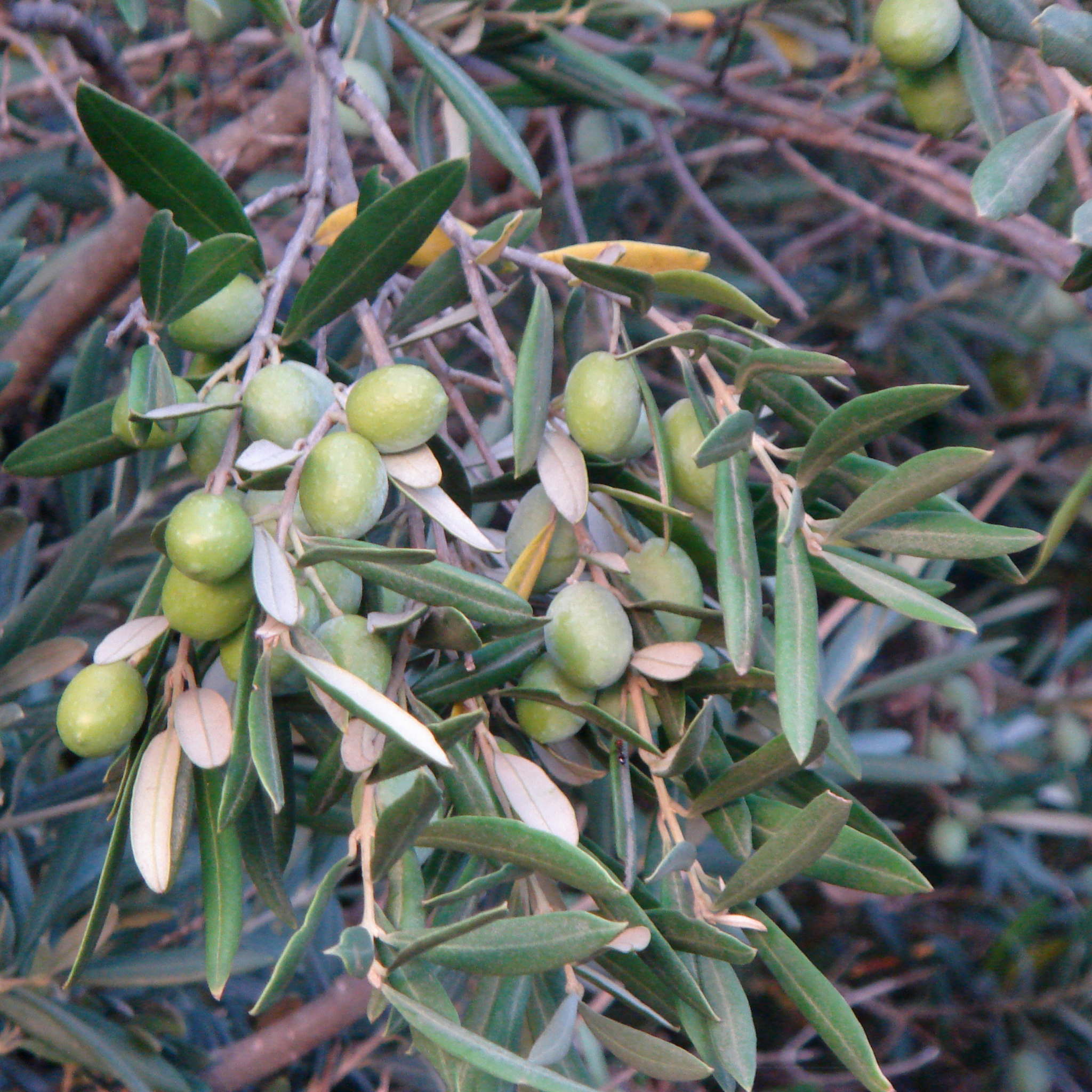Dwarf Olive Garden Harvest - Olea europaea Garden Harvest