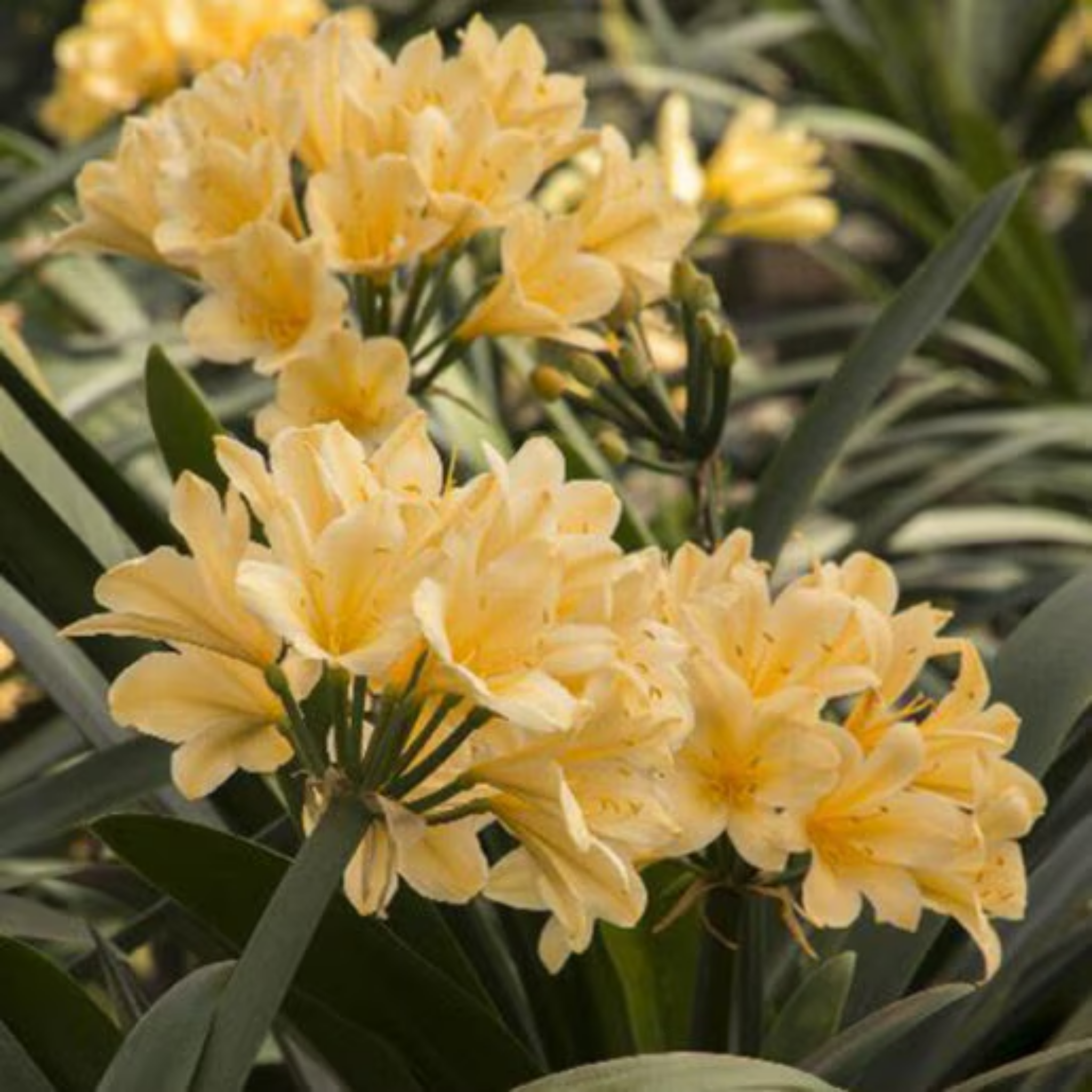 Close-up of yellow flowers with green leaves in the background