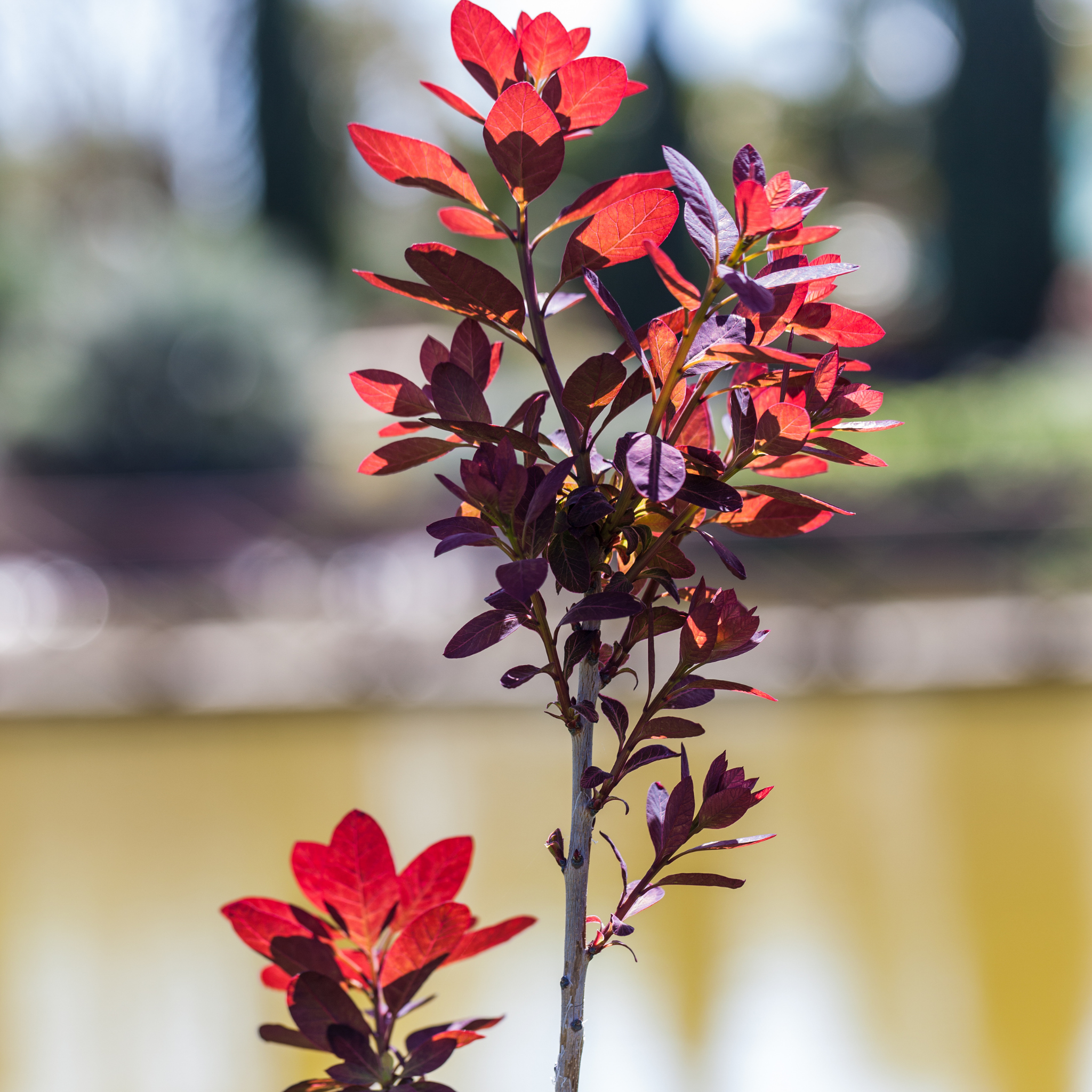Cotinus coggygria Royal Purple Smoke Tree - Cotinus coggygria Royal Purple