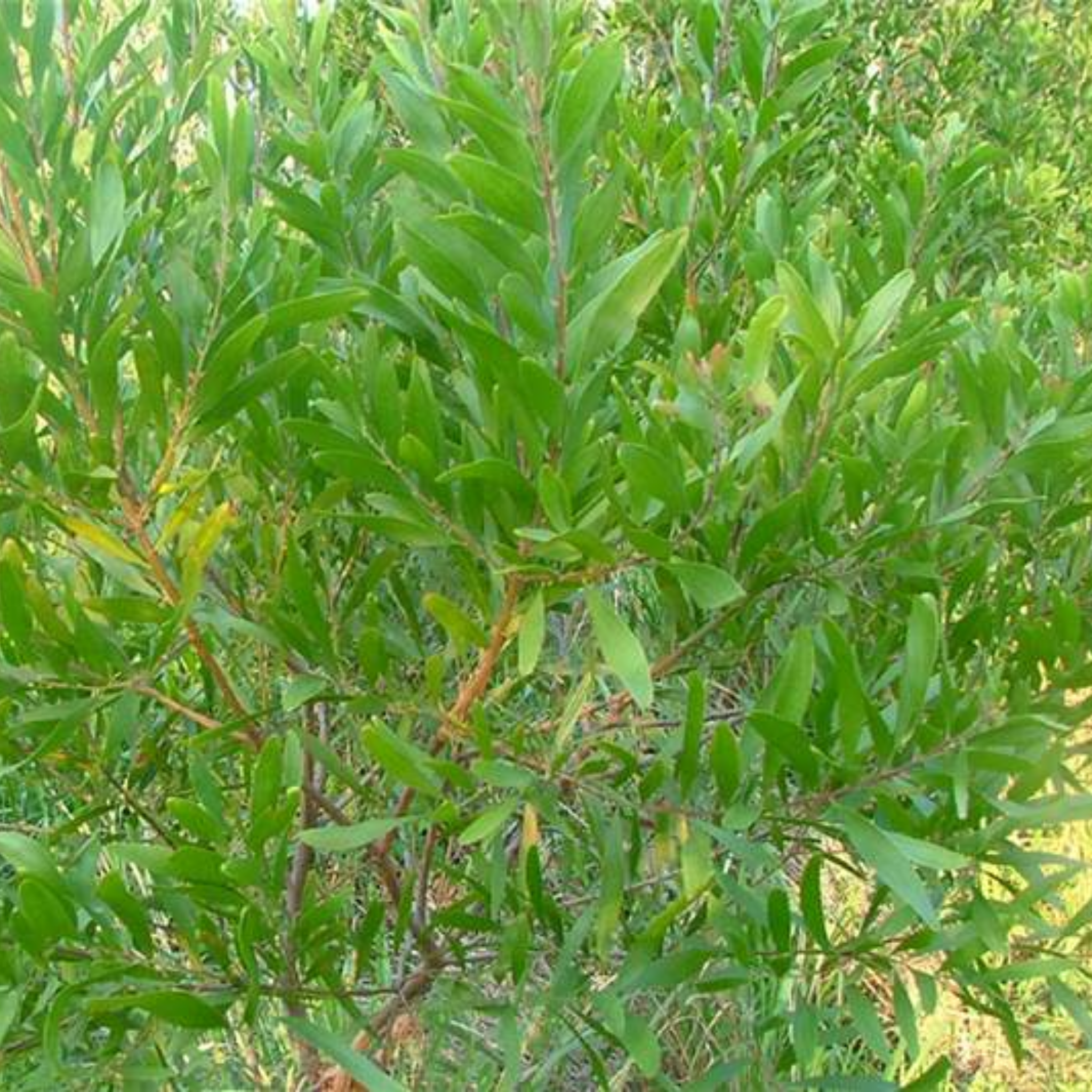 Close-up of green leaves on a bush