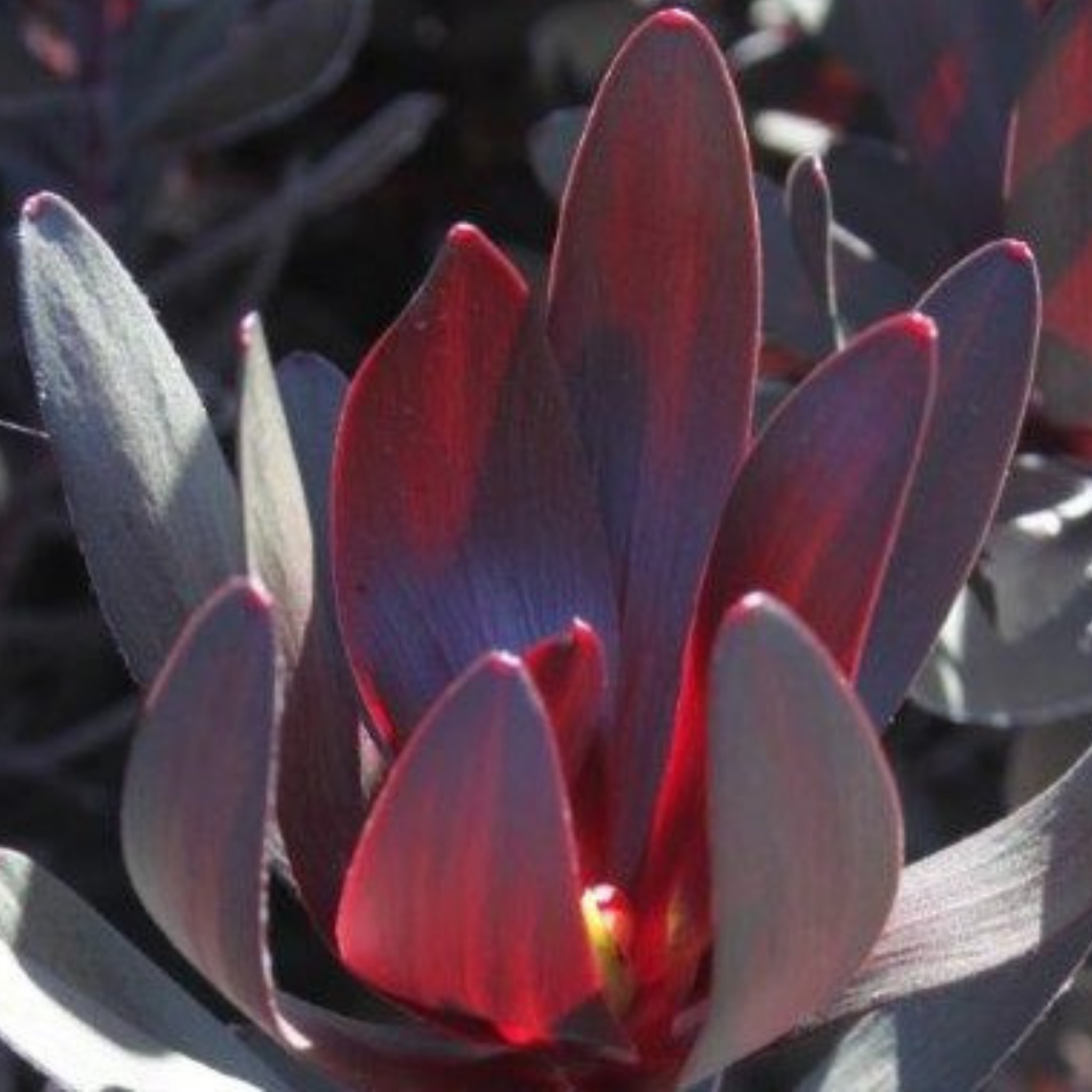 Burgundy Sunset Conebush - Leucadendron laureolum Burgundy Sunset
