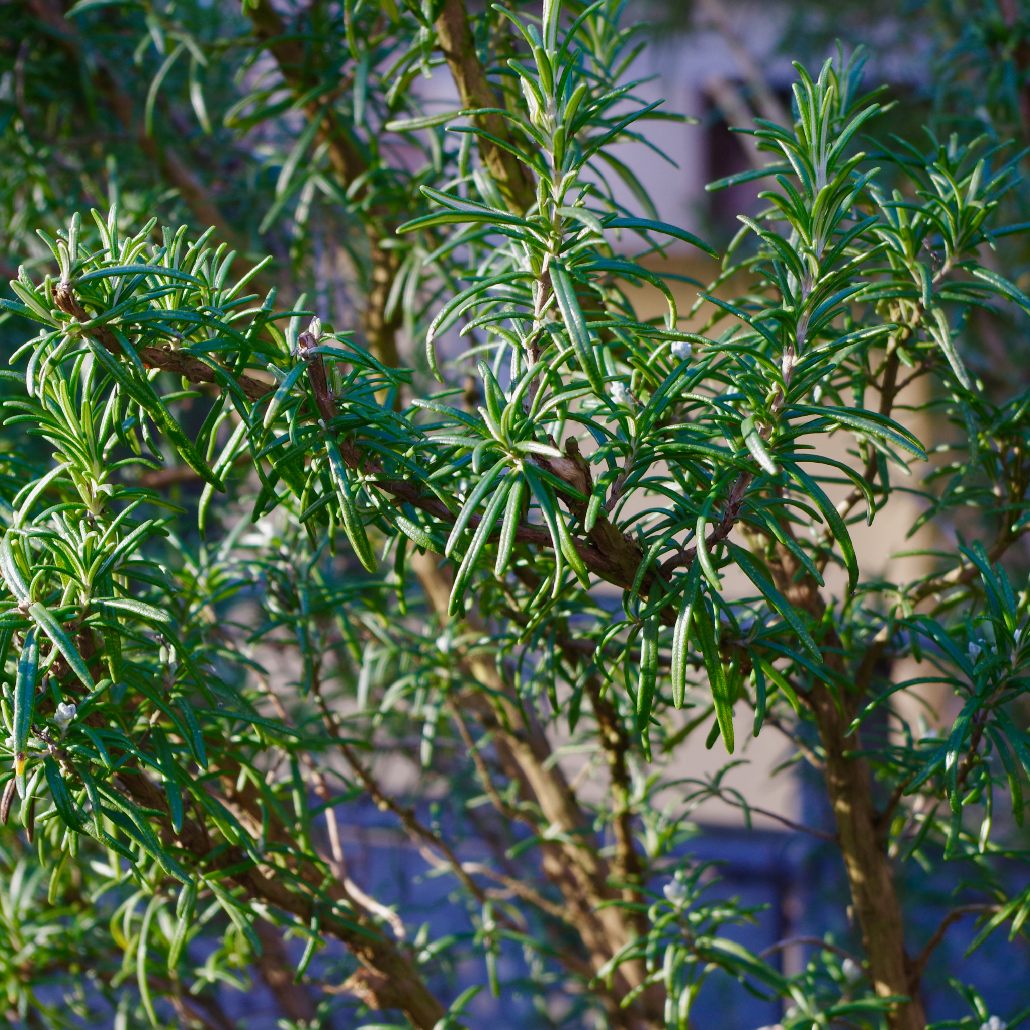 Long Leaved Westringia - Westringia longifolia