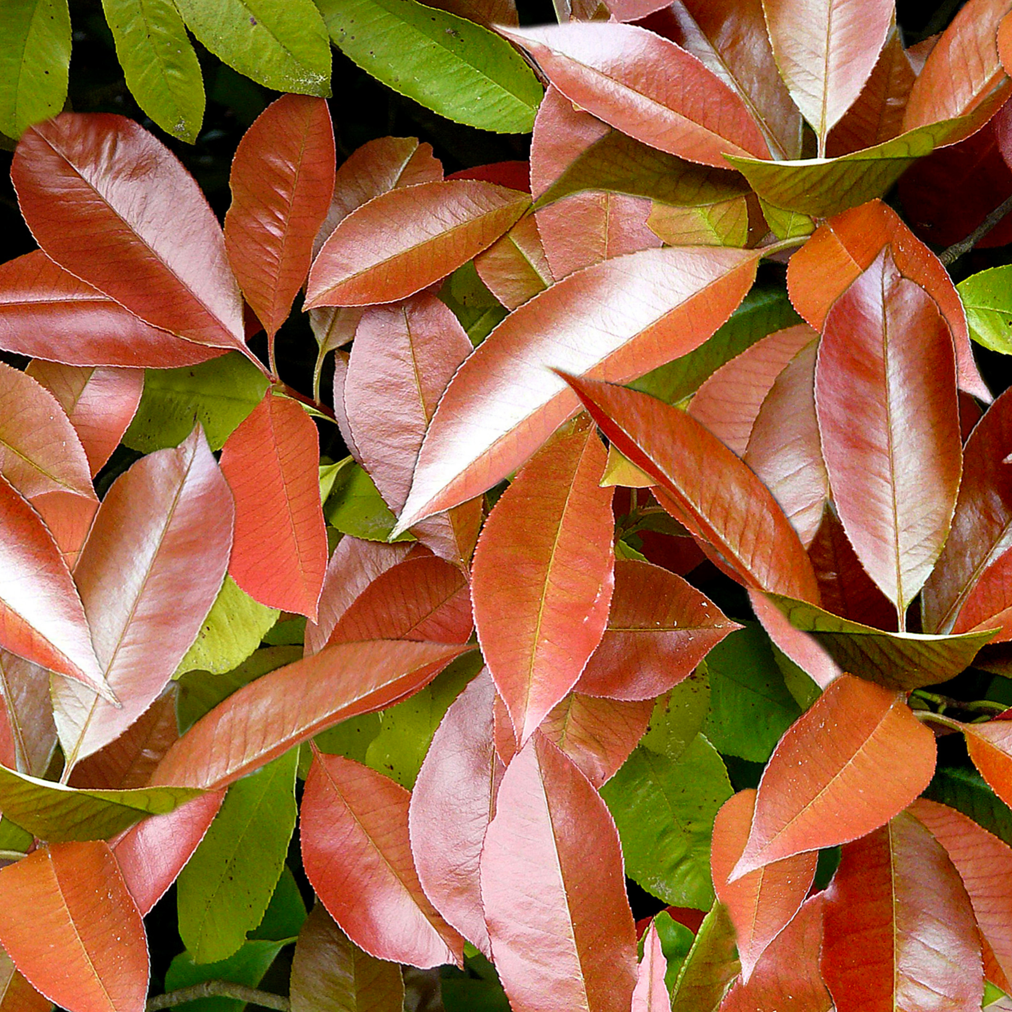 Close-up of red and green leaves