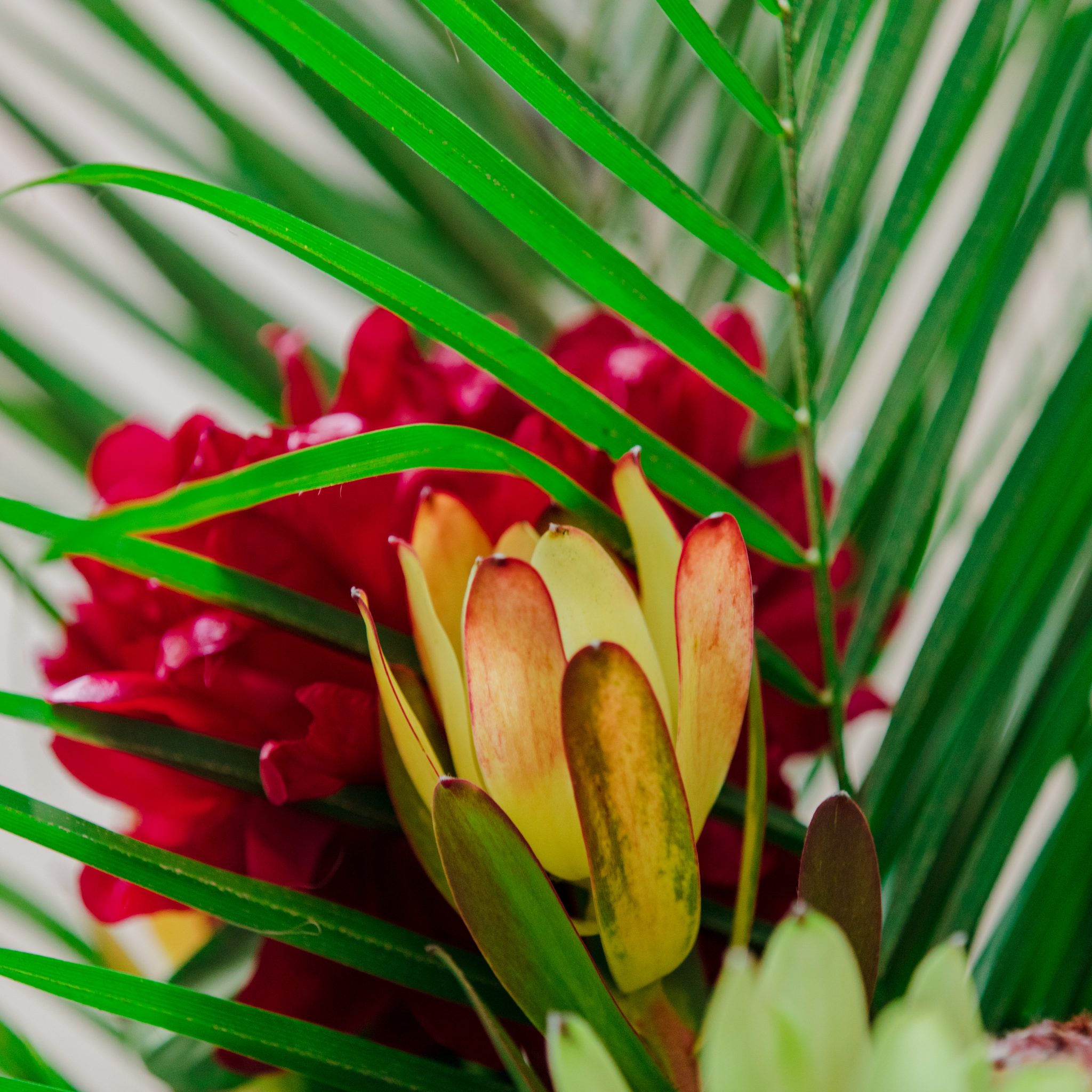 Conebush Fireglow - Leucadendron salignum Fireglow