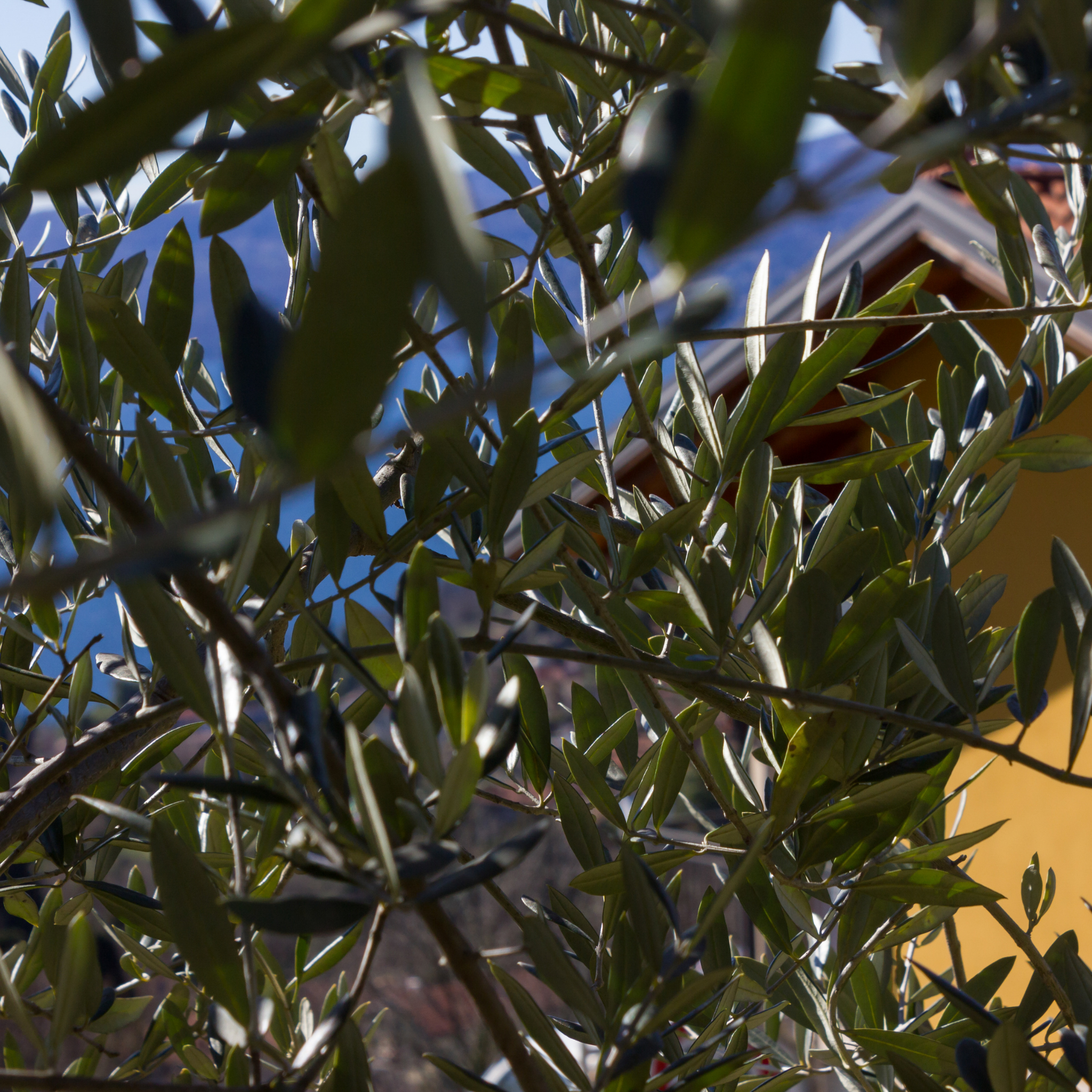 Dwarf Olive Tress - Olea europaea Bambalina