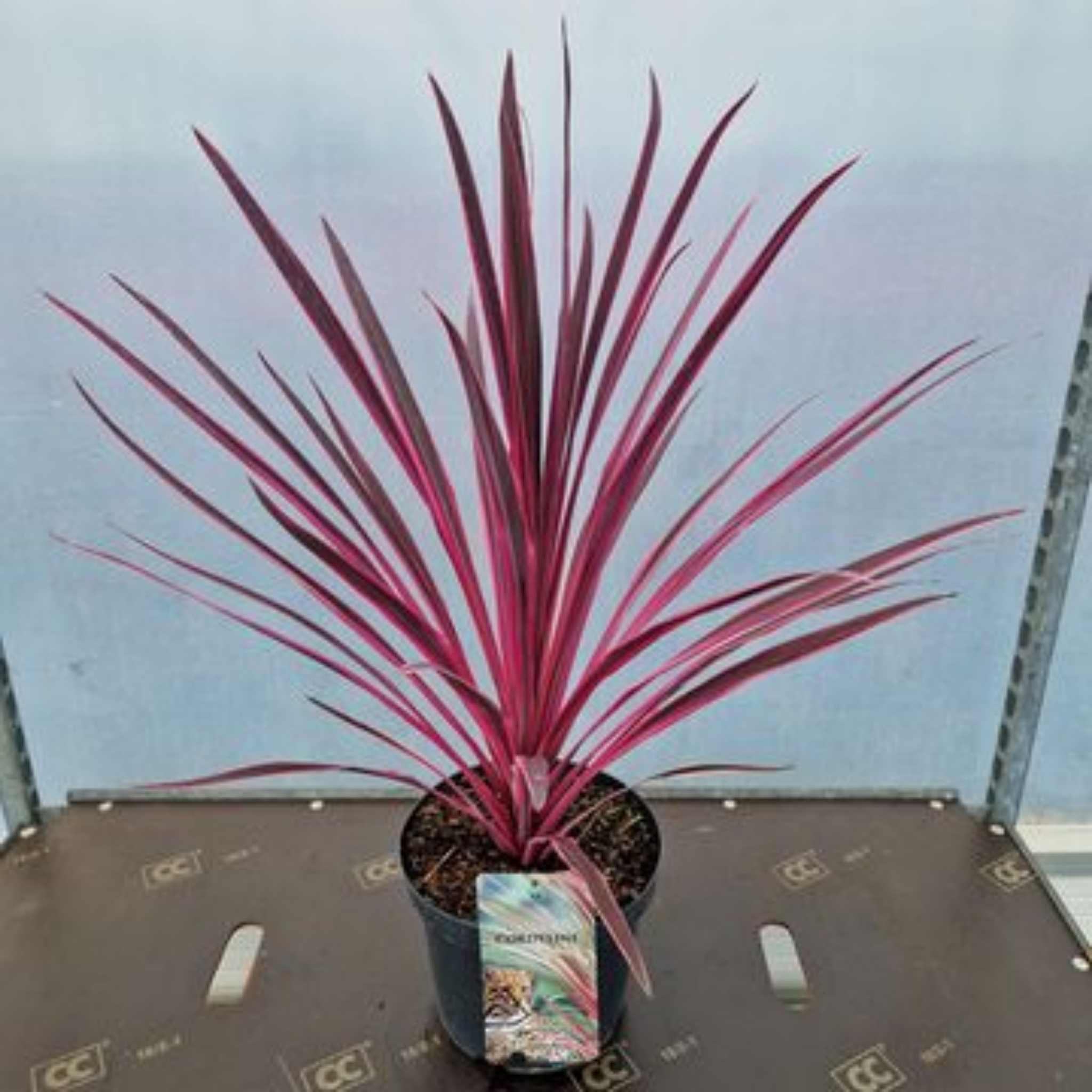 Potted plant with pinkish-purple leaves on a gray surface with a light blue background