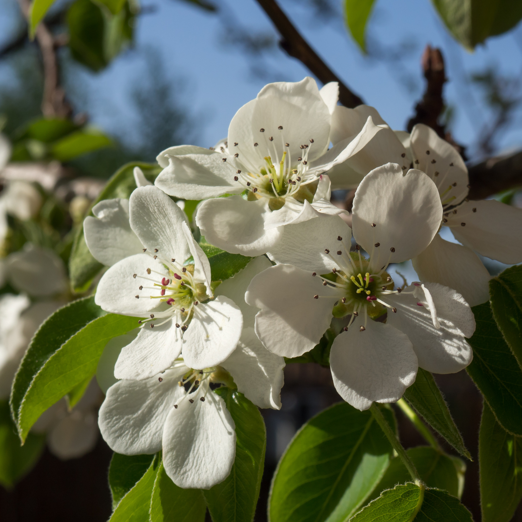 Ornamental Callery Pear Capital - Pyrus calleryana Capital