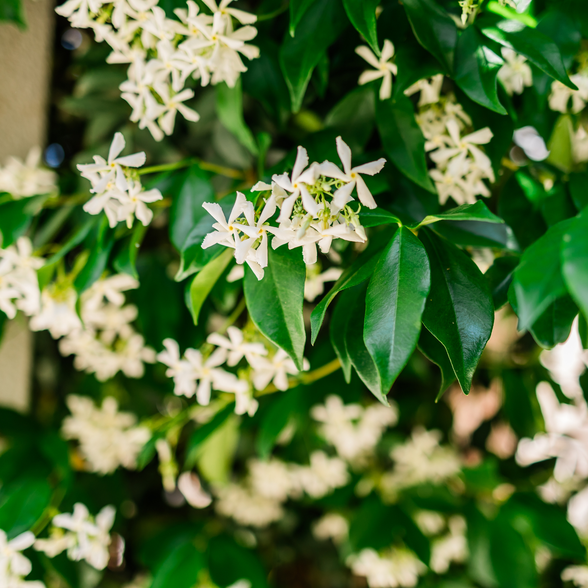 Japanese Star Jasmine - Trachelospermum asiaticum