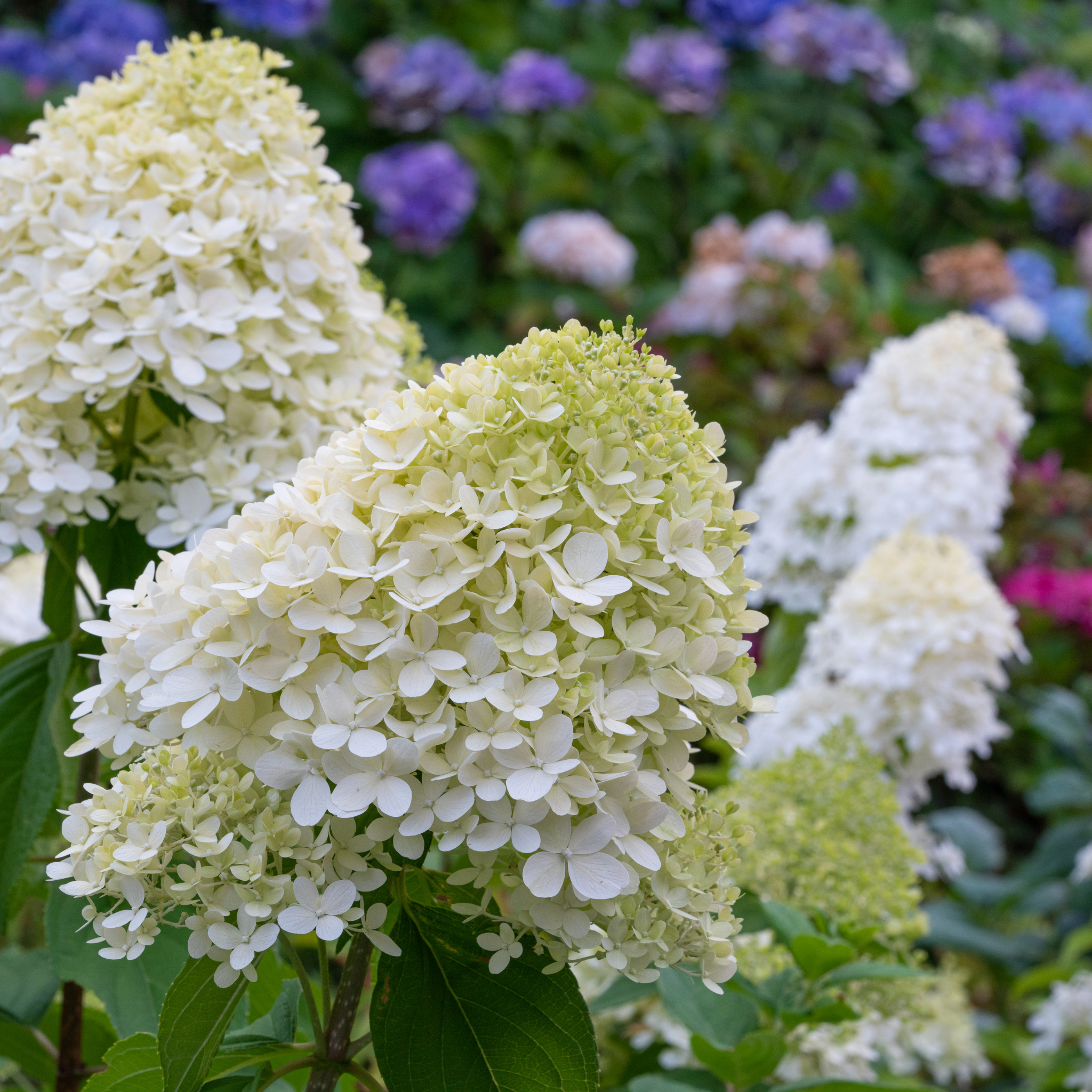Panicled Hydrangea Candlelight PBR - Hydrangea paniculata Candlelight PBR