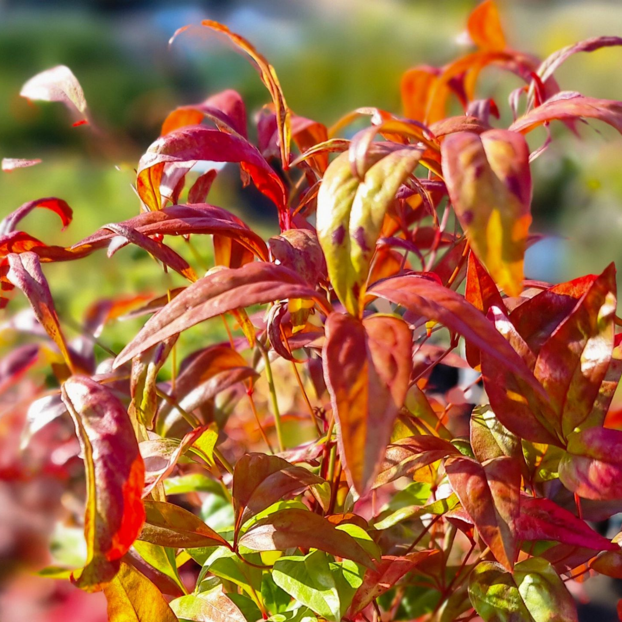 Nandina Obsession - Nandina domestica Obsession PBR