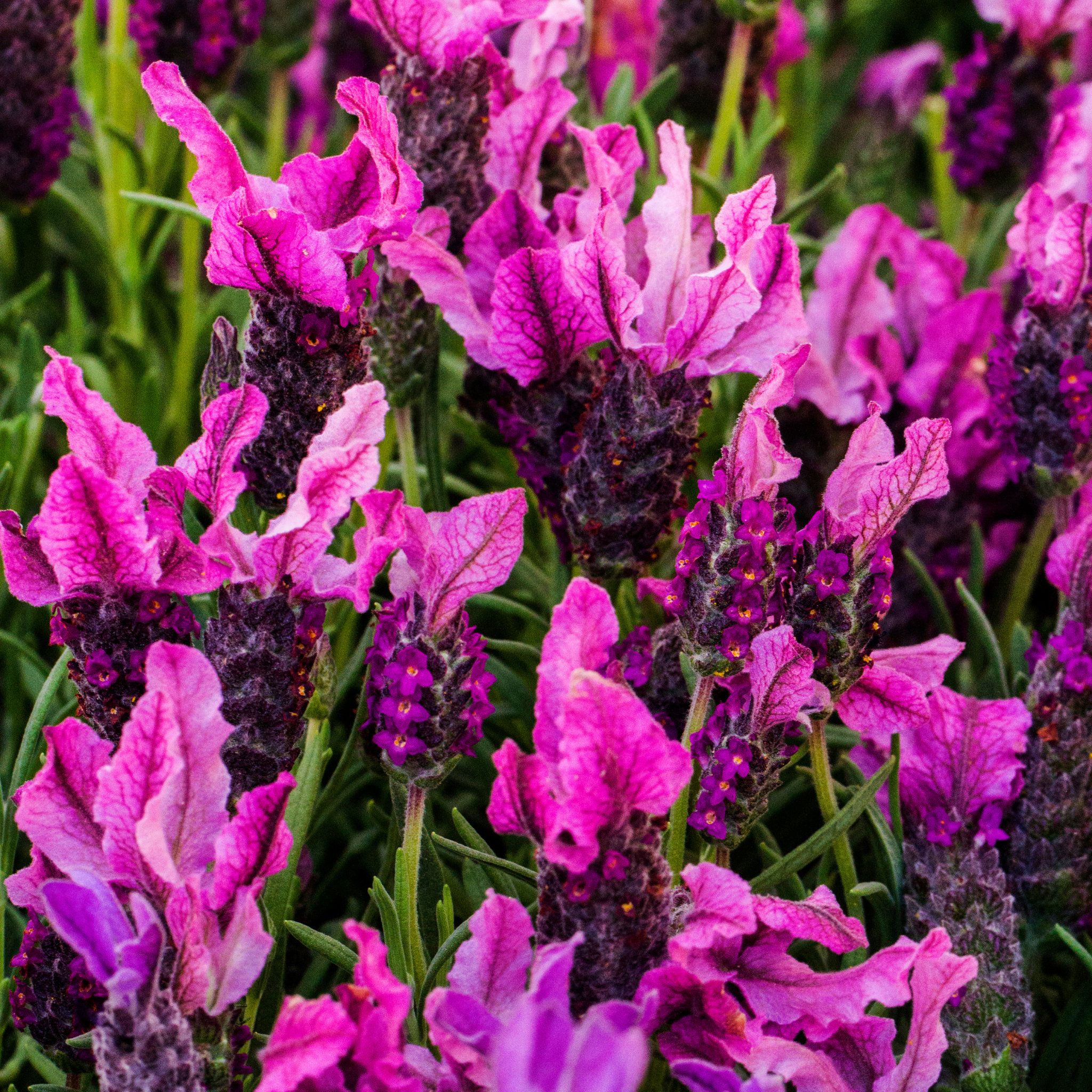 Italian Lavender Javelin Forte Deep Purple - Lavandula stoechas Javelin Forte Deep Purple