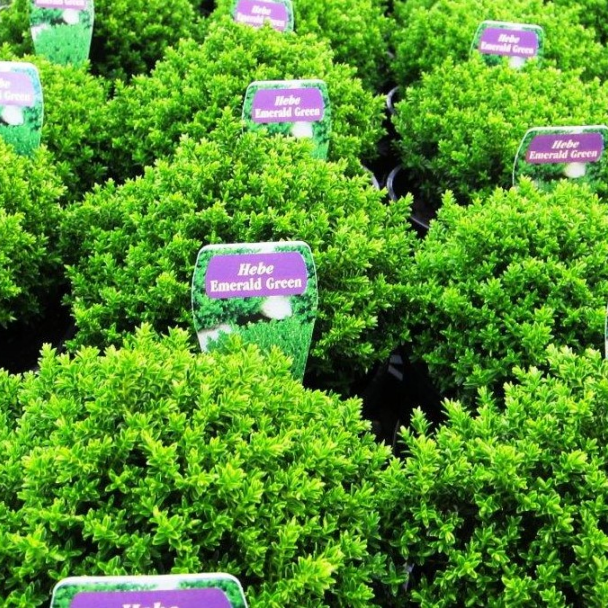 Shrubby Veronica Emerald Green - Hebe hybrida 'Emerald Green'