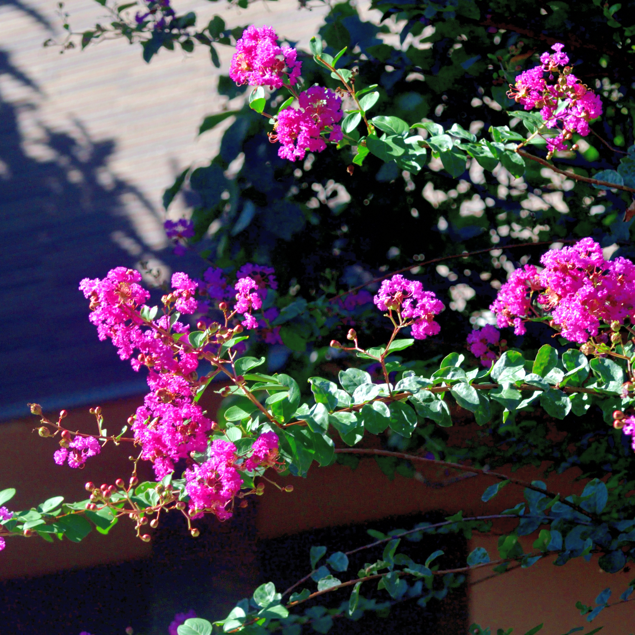 Purple Crepe Myrtle 'Zuni' - Lagerstroemia indica fauriei Zuni