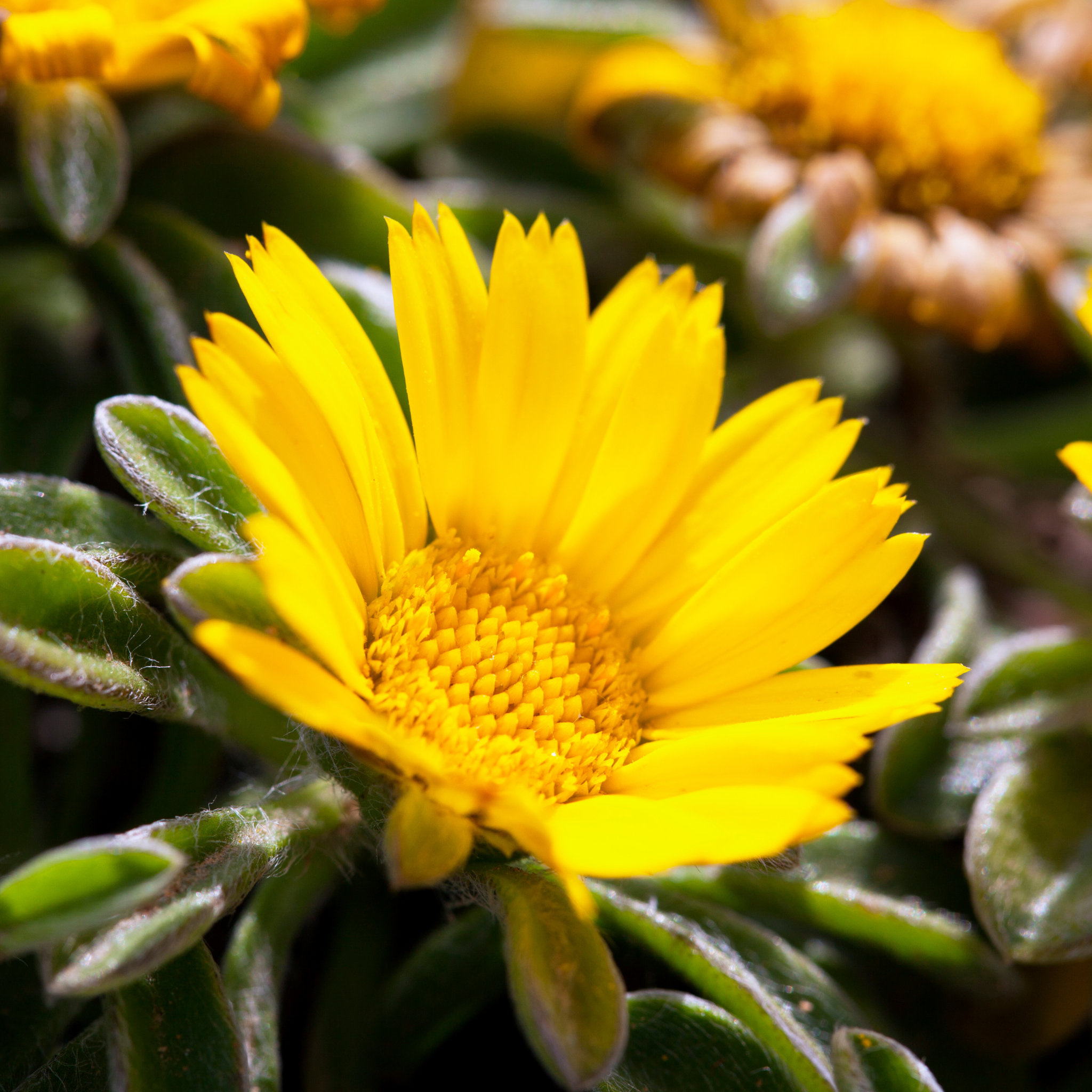 Sea Daisy Teris Yellow - Asteriscus maritimus 'Teris Yellow'