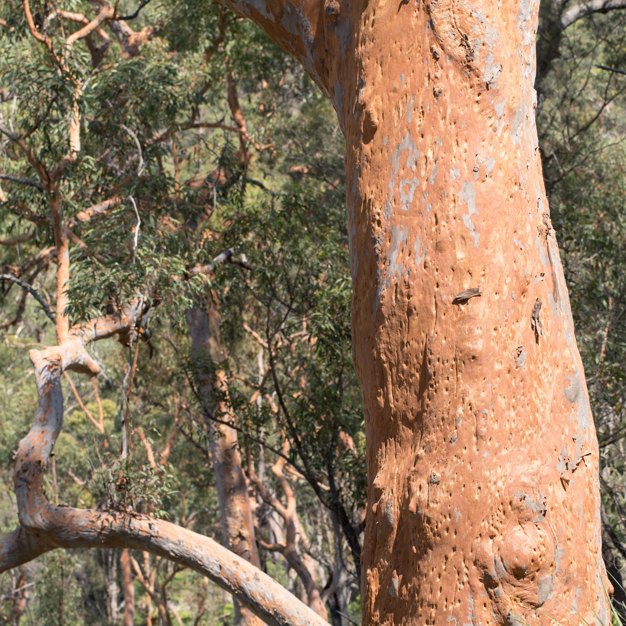 Sydney Red Gum / Smooth Barked Apple Gum / Rose Gum - Angophora costata