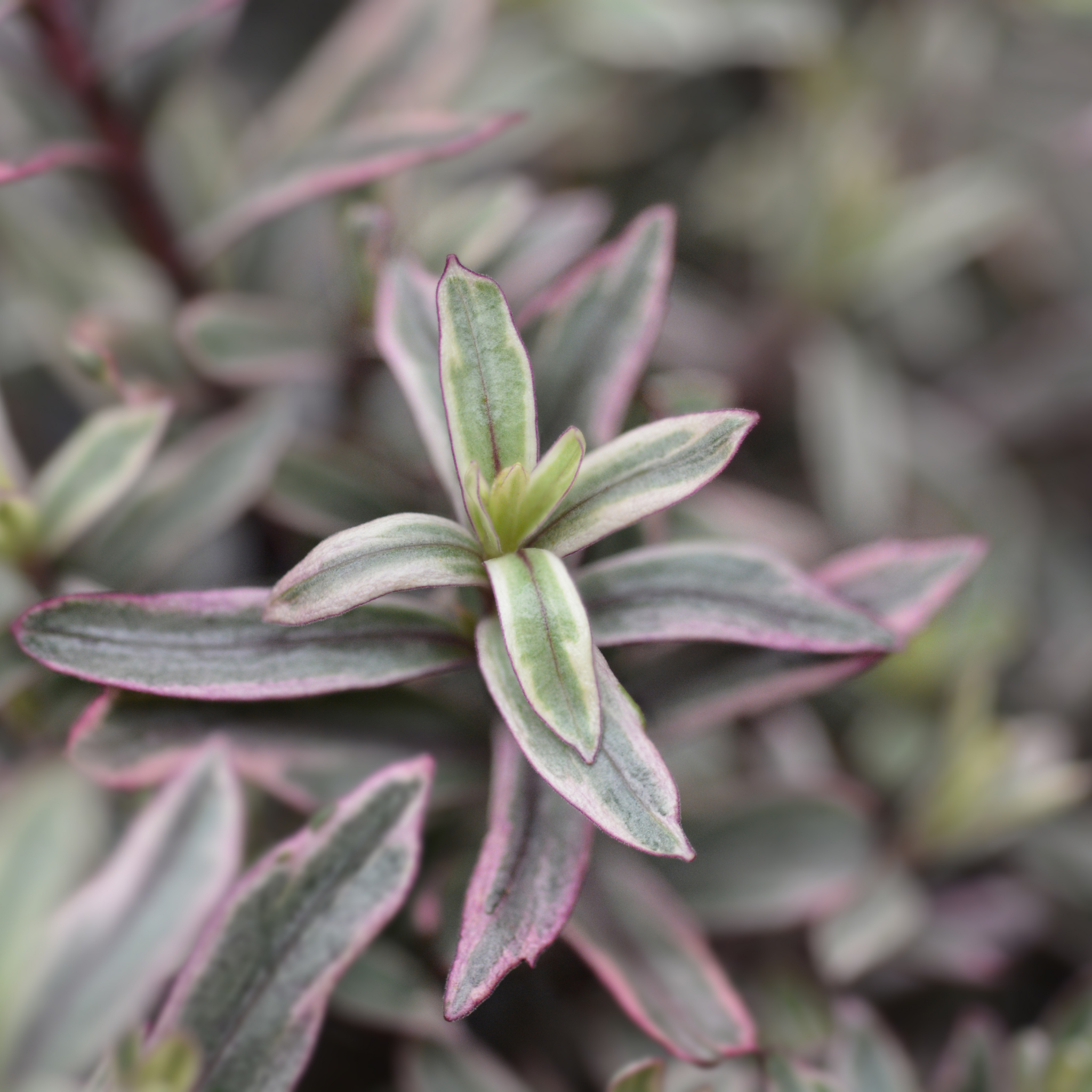 Hebe hybrida Annies Winter Wonder