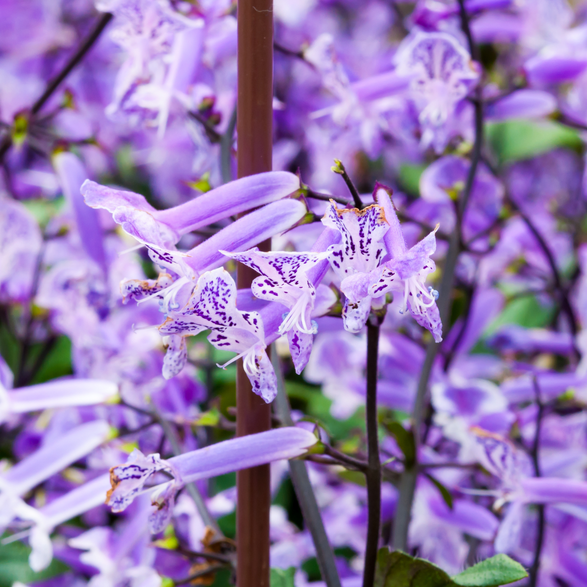 Mona Lavender Spur Flower - Plectranthus hybrida Mona Lavender PBR