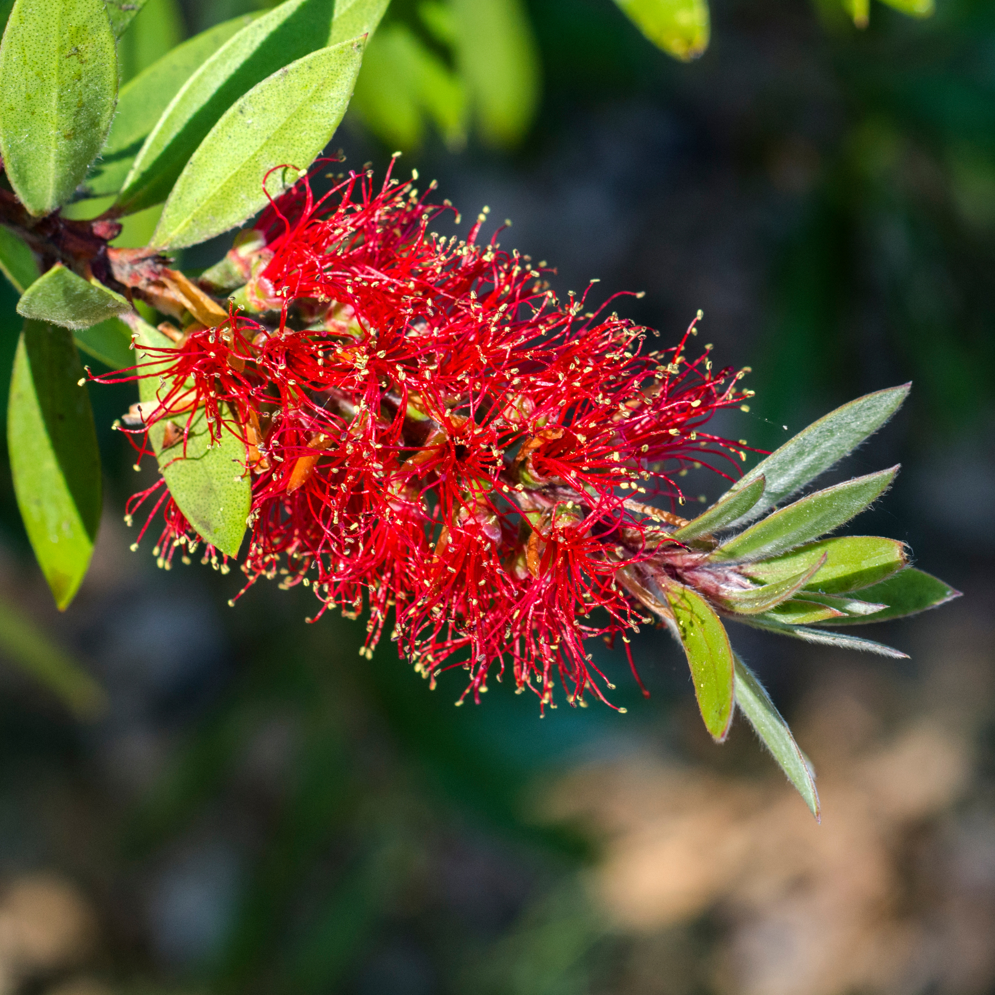 Dwarf Weeping Bottlebrush Better John - Callistemon viminalis 'Better John' PBR