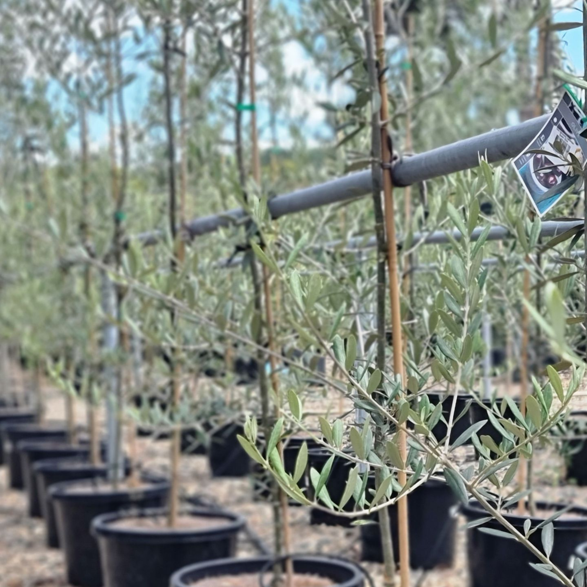 Jumbo Kalamata Olive Tree - Olea europaea Kalamata Jumbo