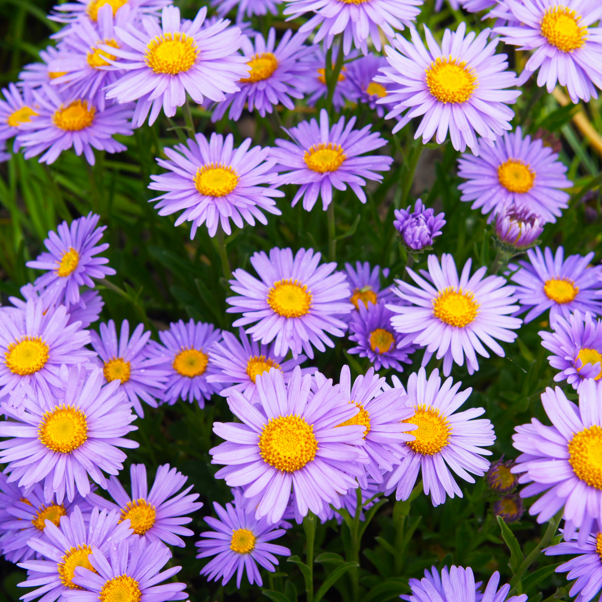 Stiff Daisy Fresco Purple - Brachyscome angustifolia 'Fresco Purple'