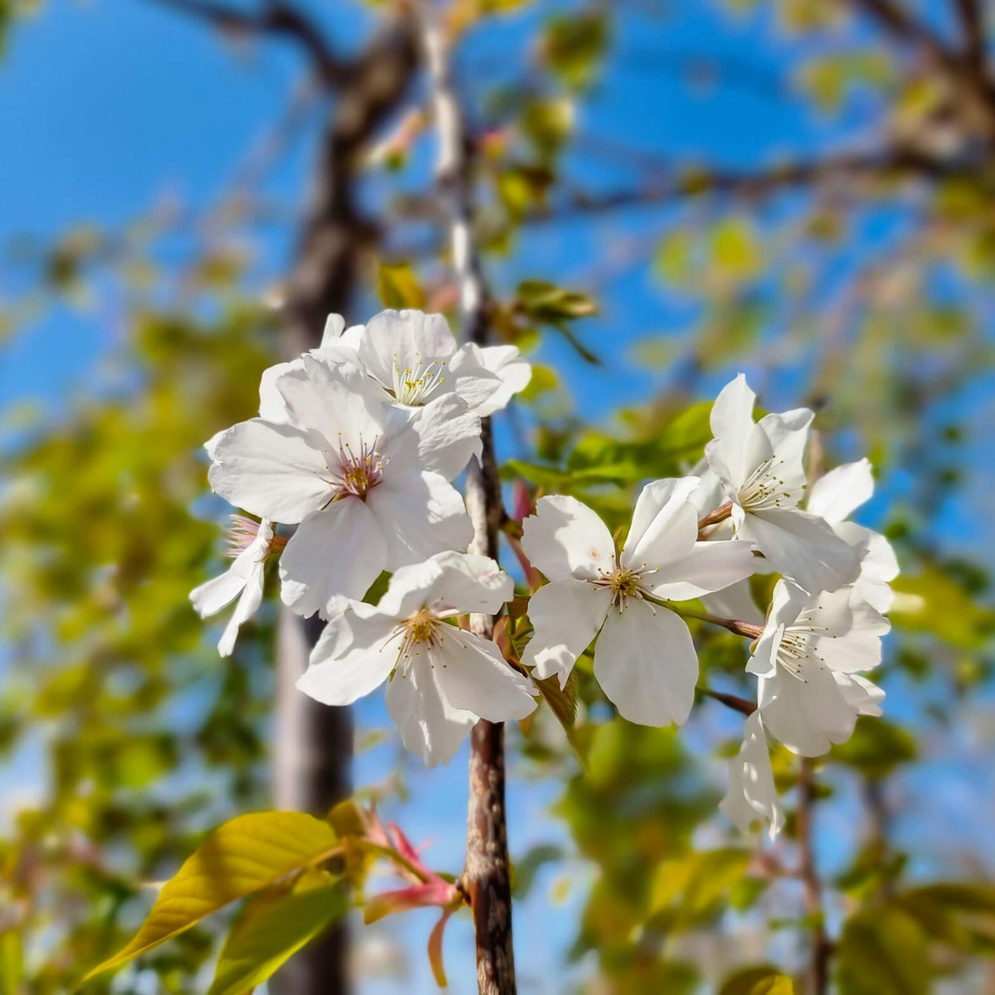 White flowers on a branch with a blurred natural background