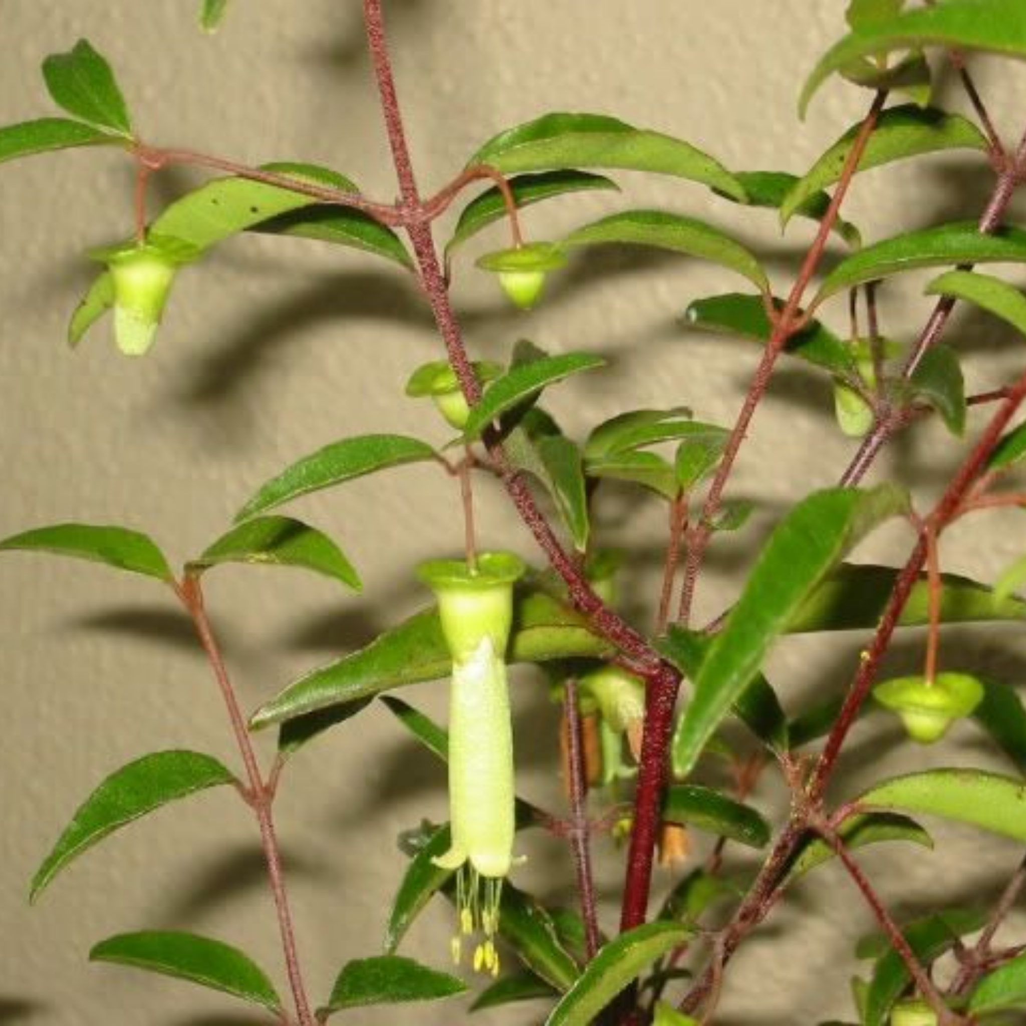 Chefs Hat Correa  - Correa baeuerlenii