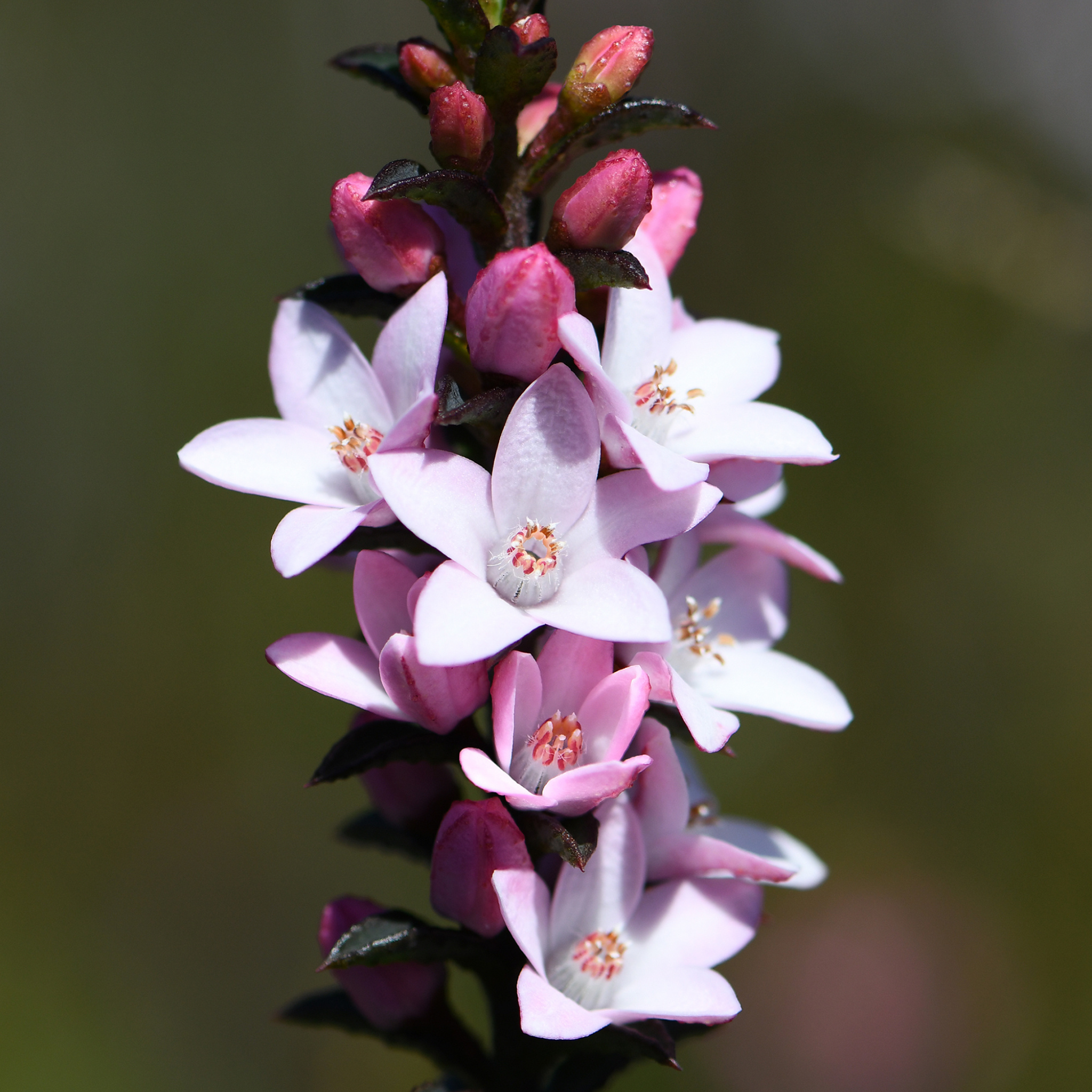 Box Leaf Wax Flower - Philotheca buxifolia Cascade of Stars